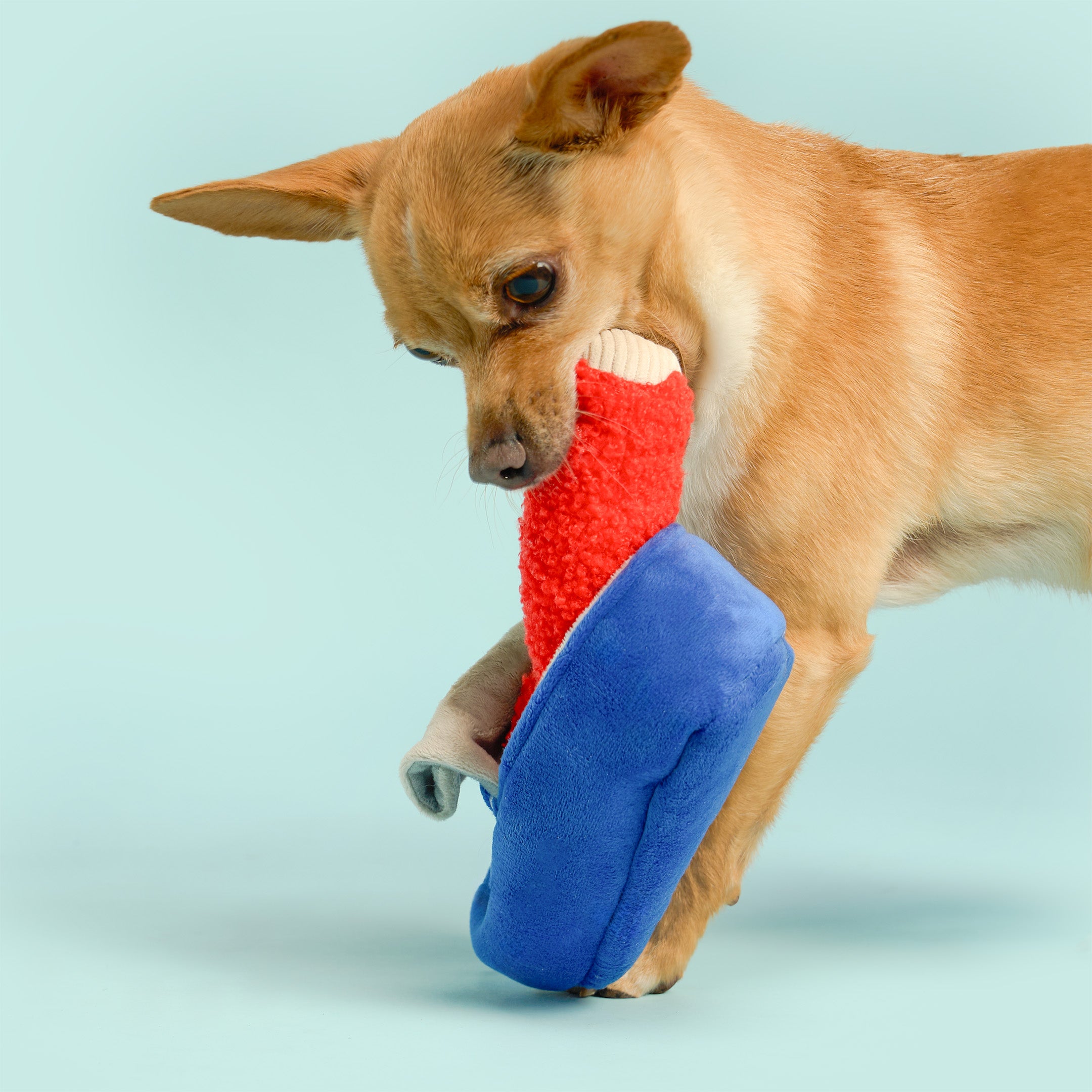 A small tan dog running while biting and holding a plush dog toy shaped like a red sock and blue shoe against a light blue studio background.