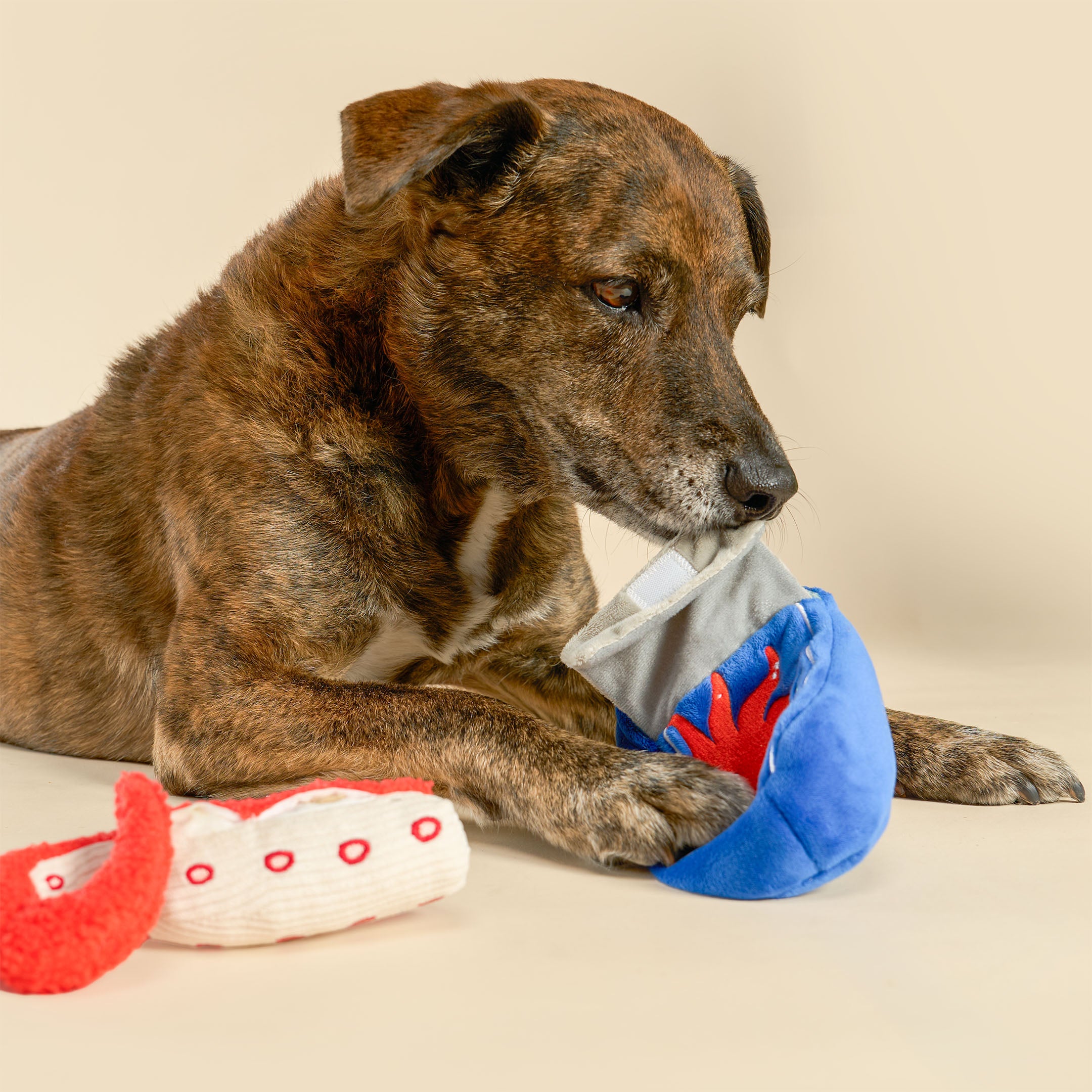 A brindle dog lies on a beige studio floor chewing on a blue plush toy with a red star design, with two additional plush toys nearby.