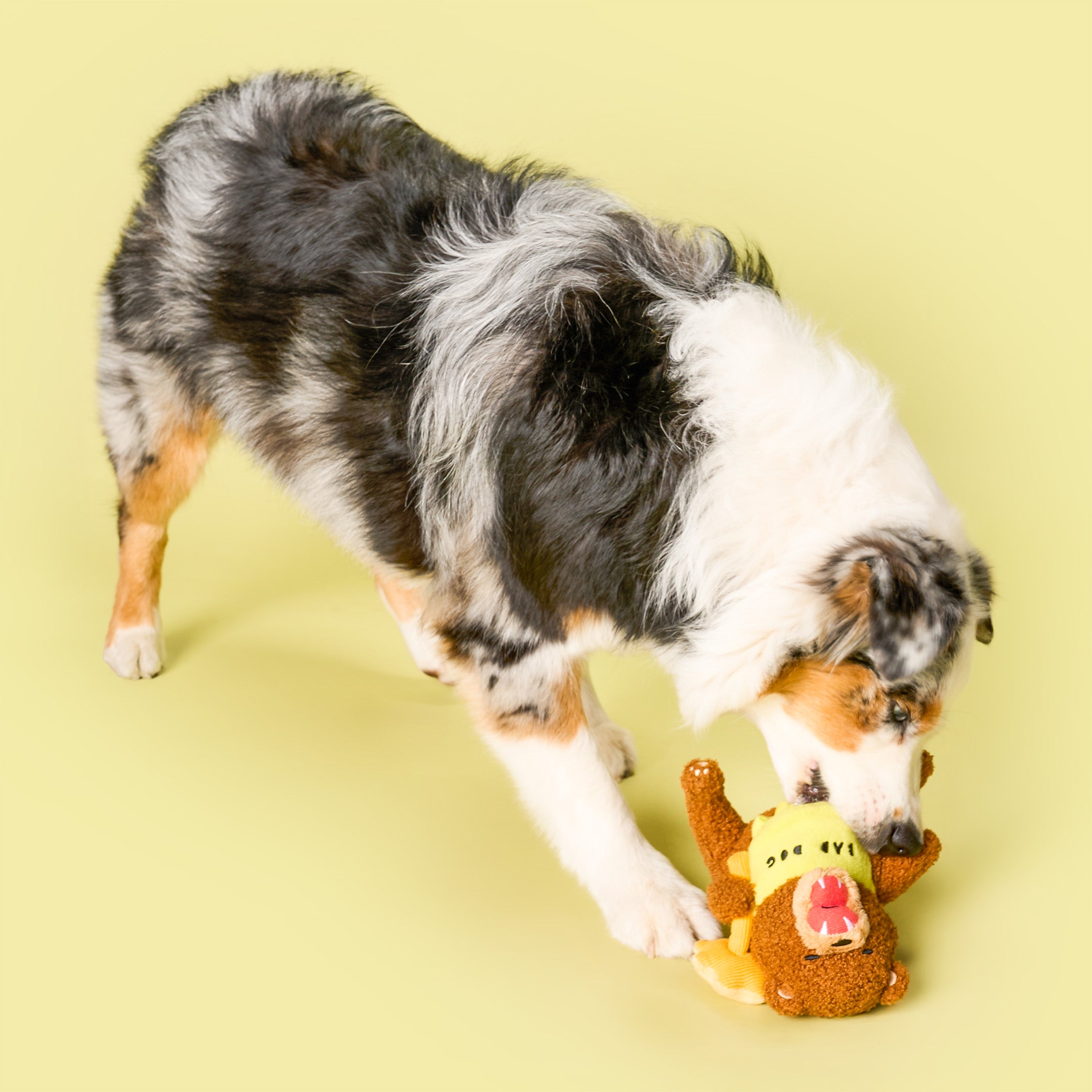 Dog playing with a plush toy on a yellow background