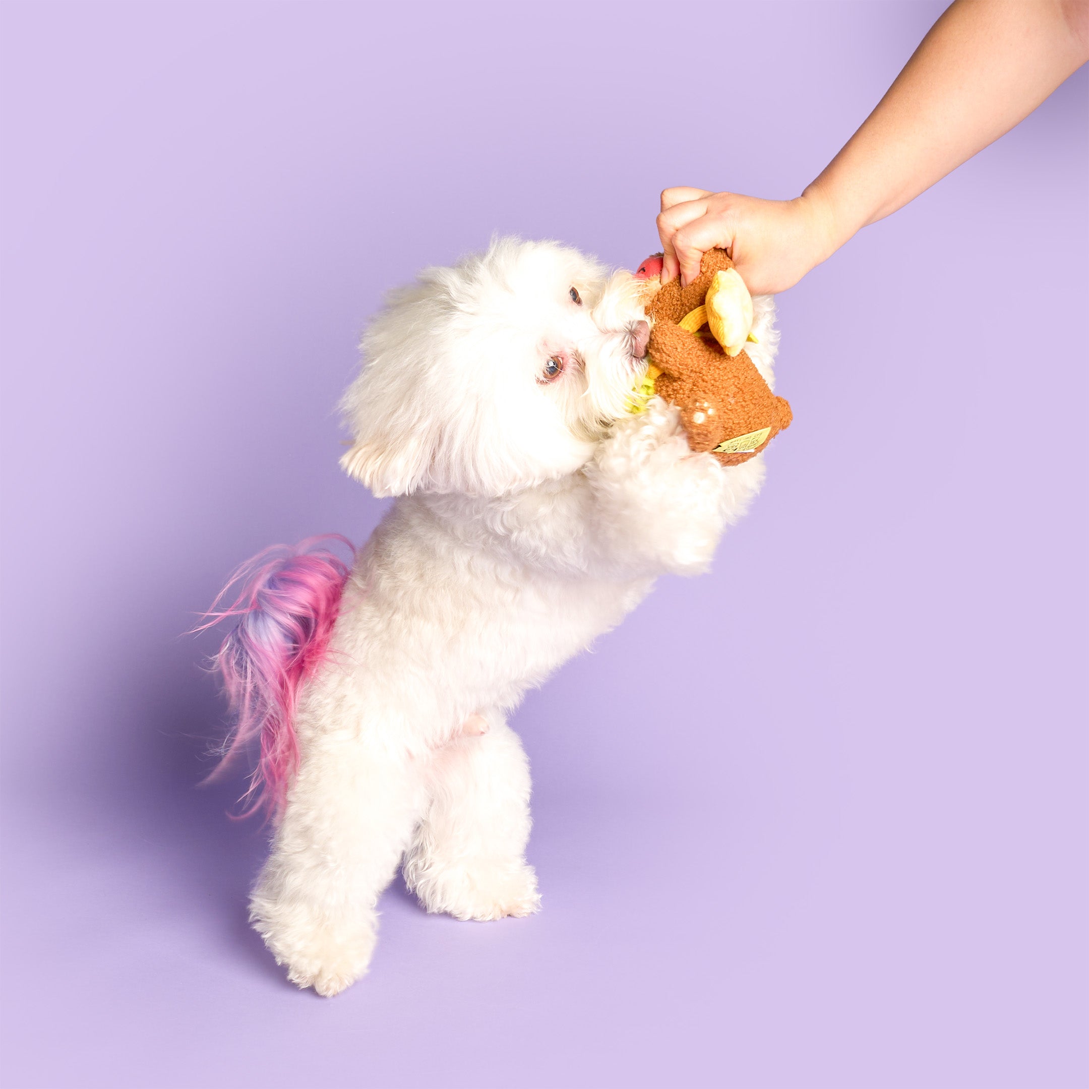 White dog playing with a toy held by a hand against a purple background