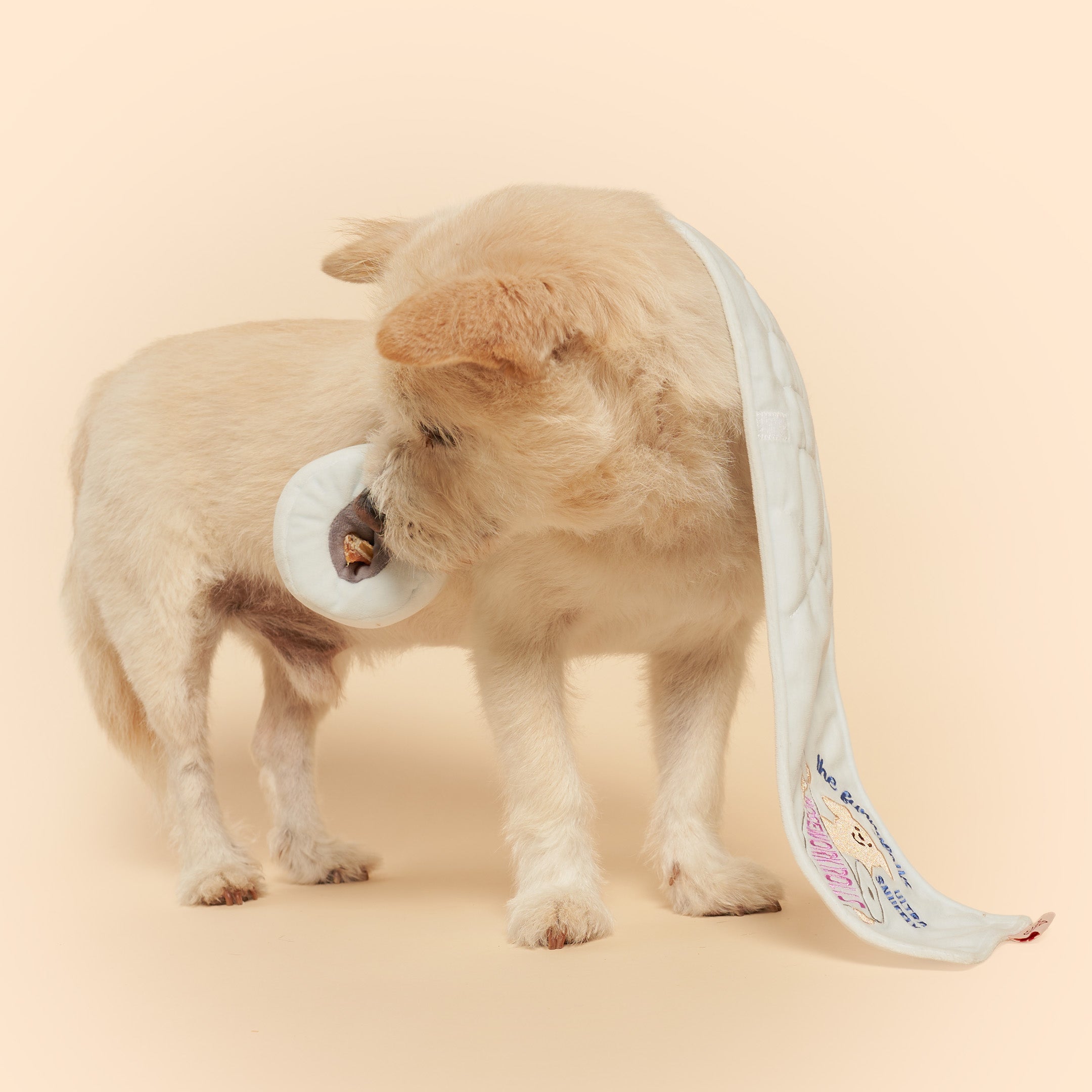 Dog playing with a toy on a beige background