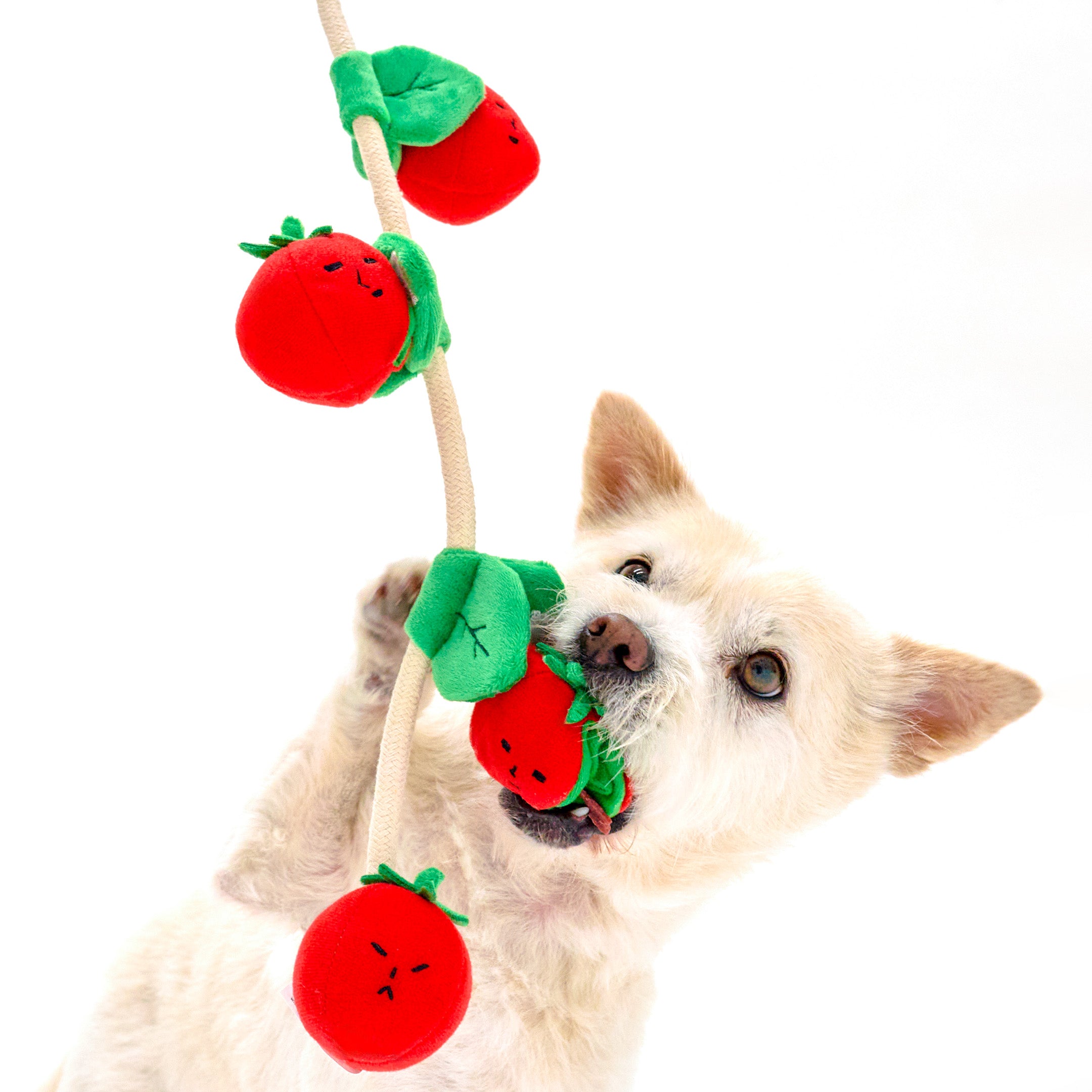 Dog playing with a Tomato-themed toy on a white background