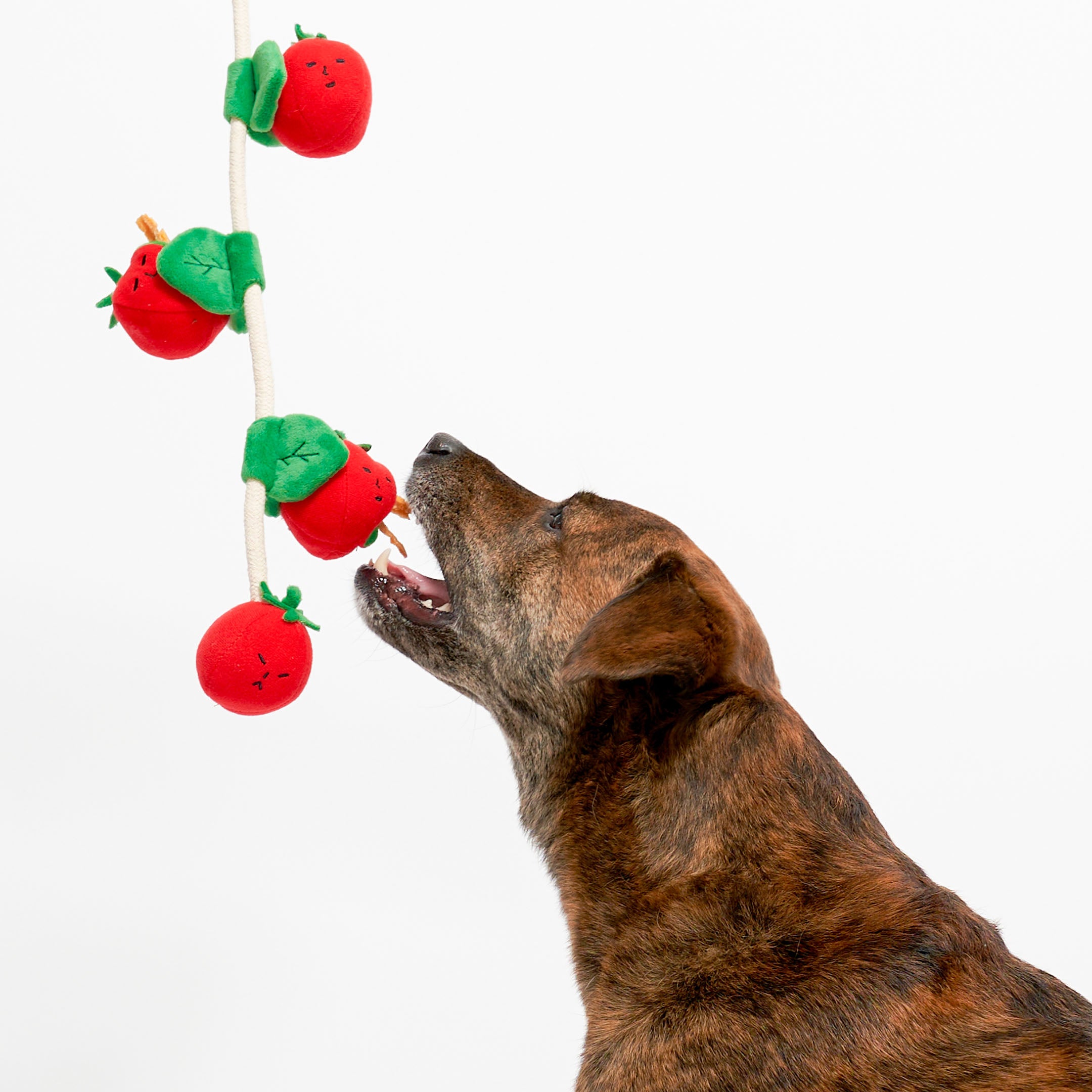 Dog playing with a red and green plush toy on a white background