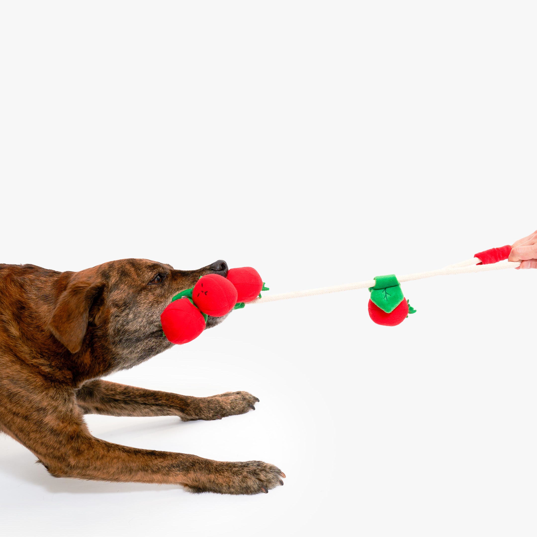 Dog playing with a red and green toy on a white background