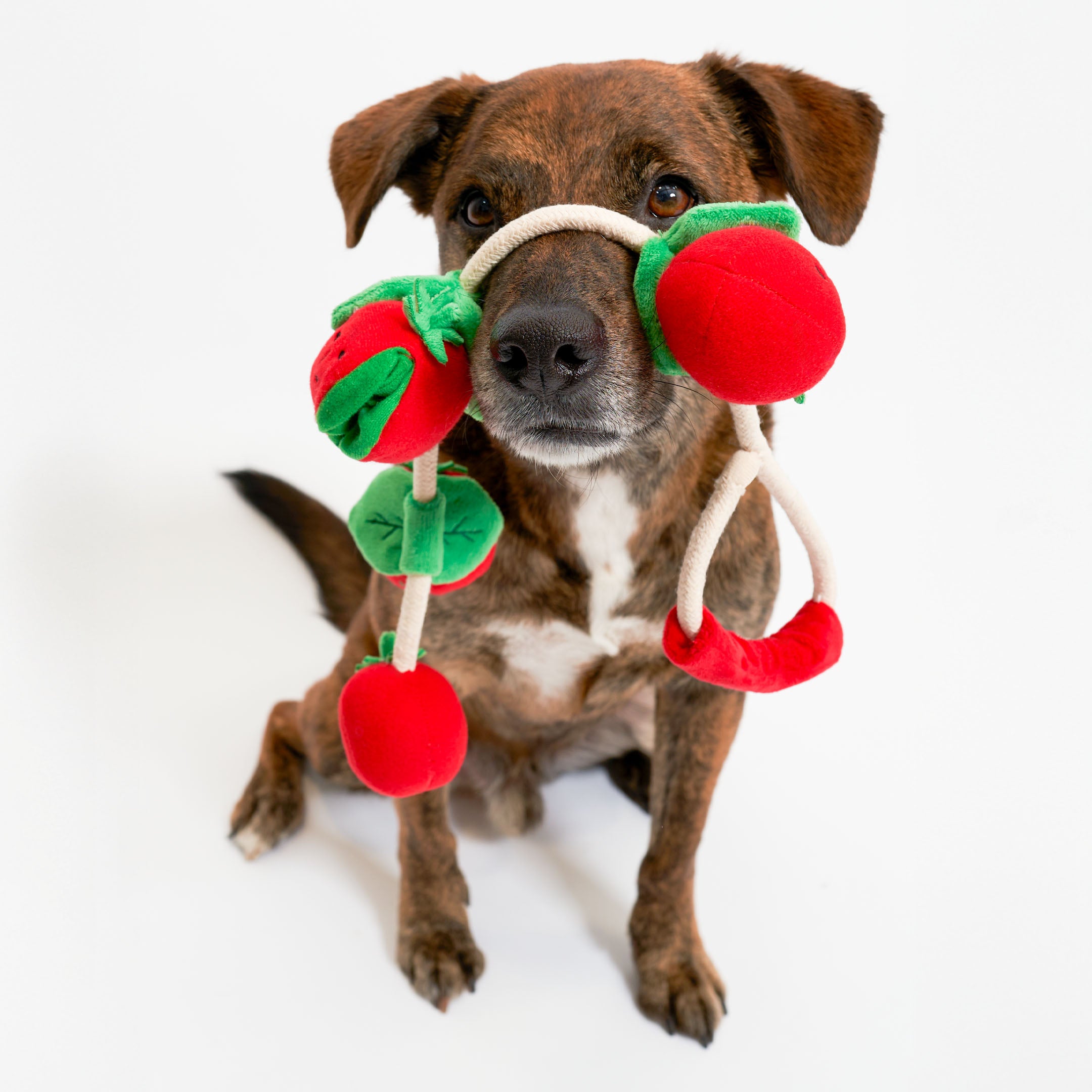 Dog playing with a red and green toy on a white background
