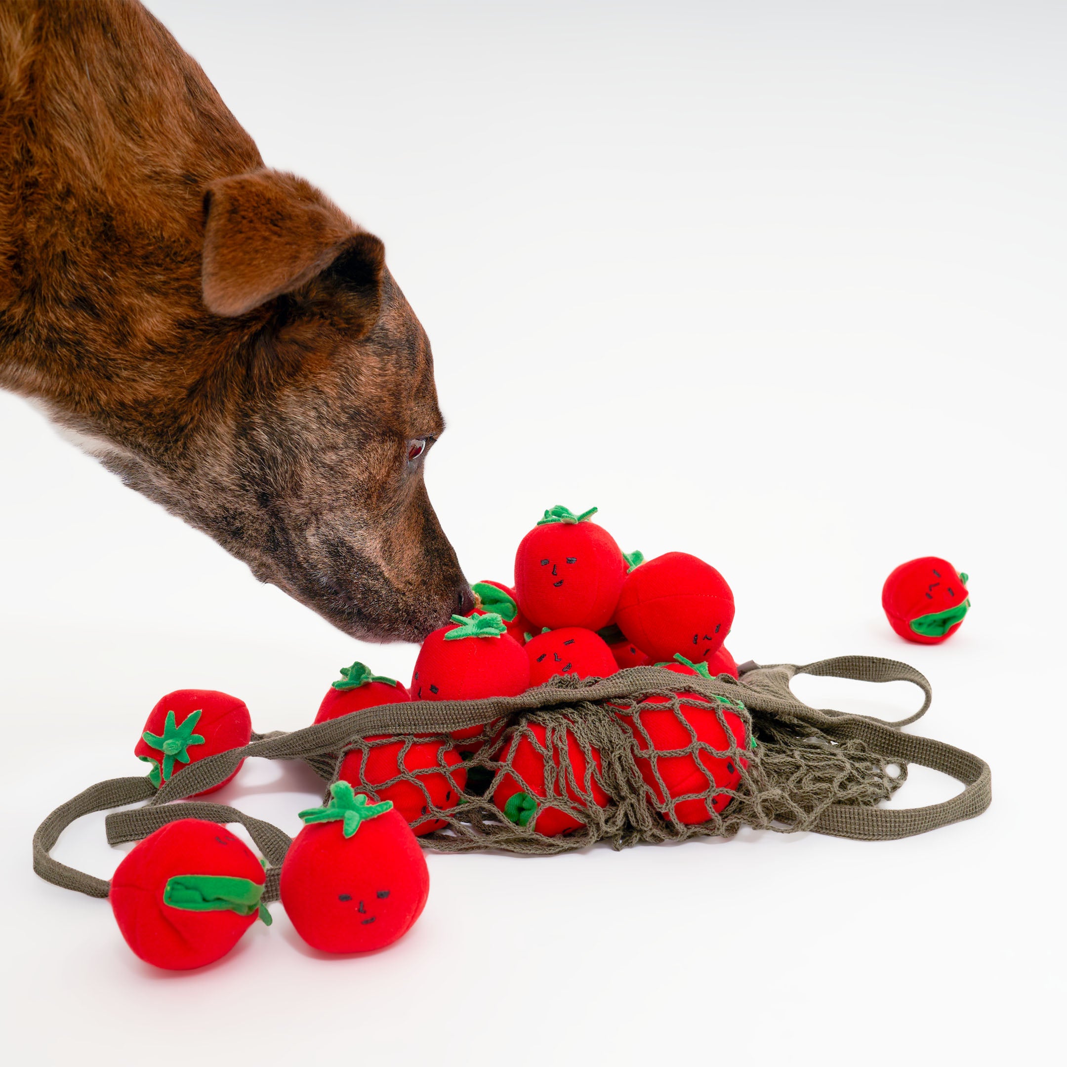 Dog playing with a toy resembling red tomatoes on a white background