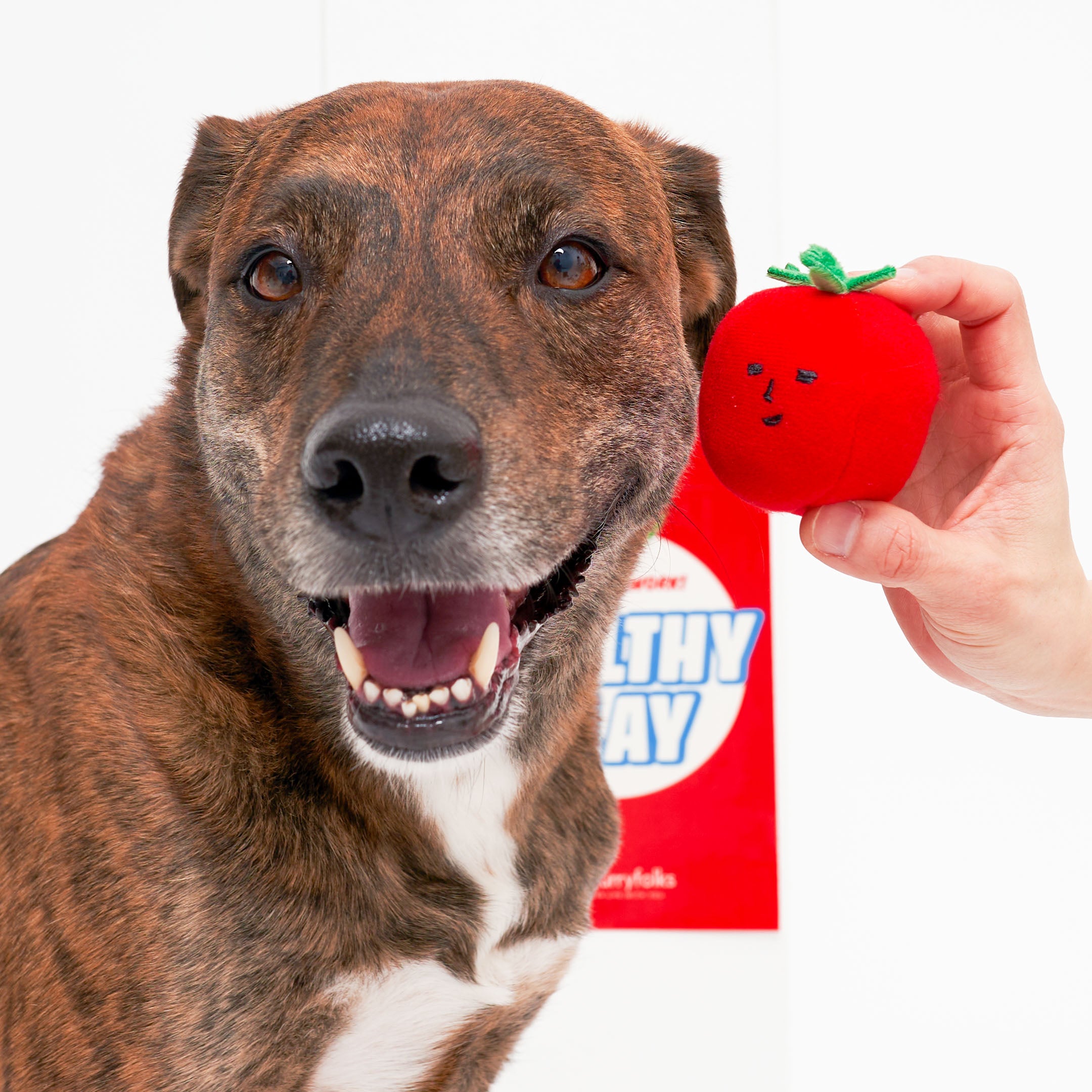 Dog with a red plush toy held by a hand