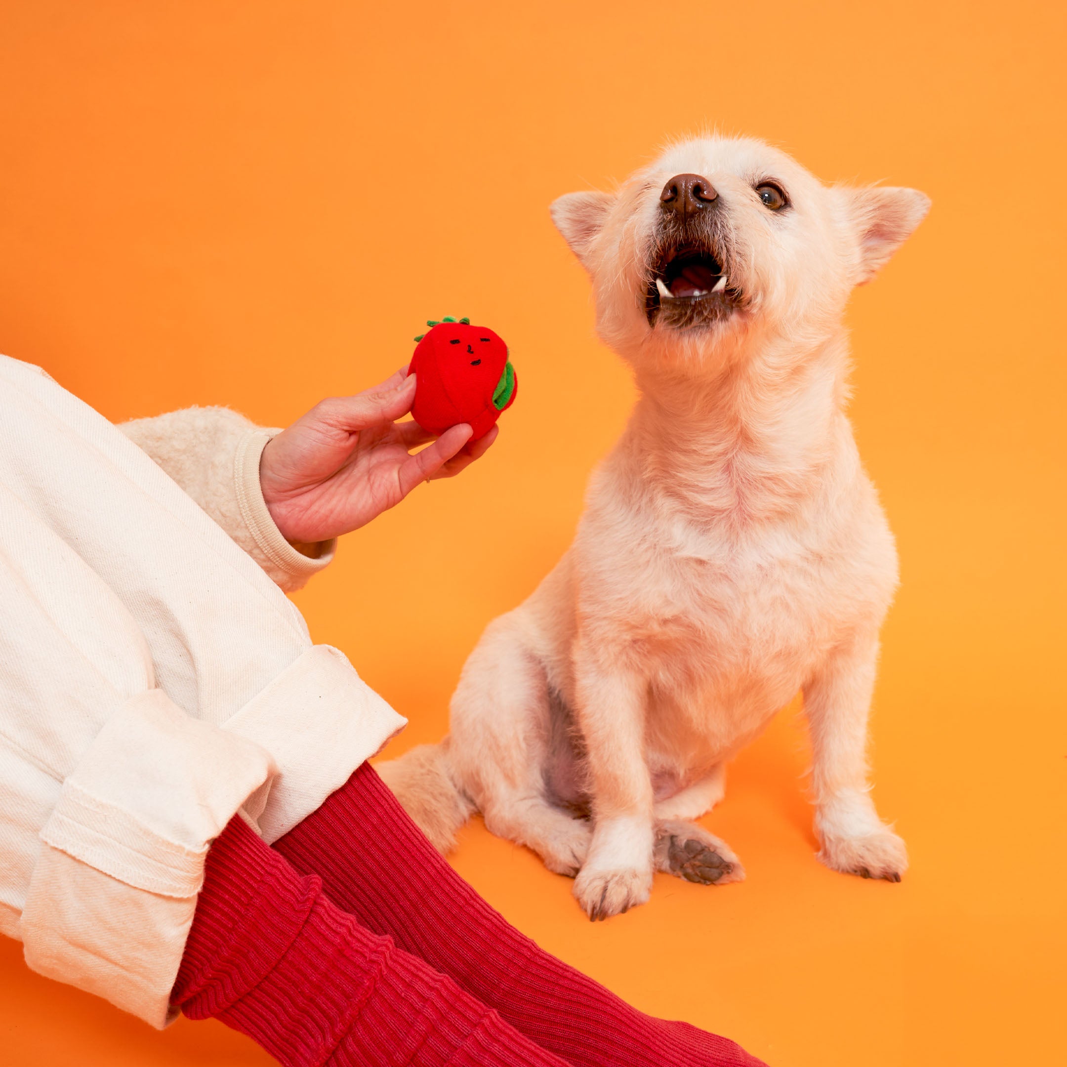 Dog playing with a red Tomato-shaped toy against an orange background