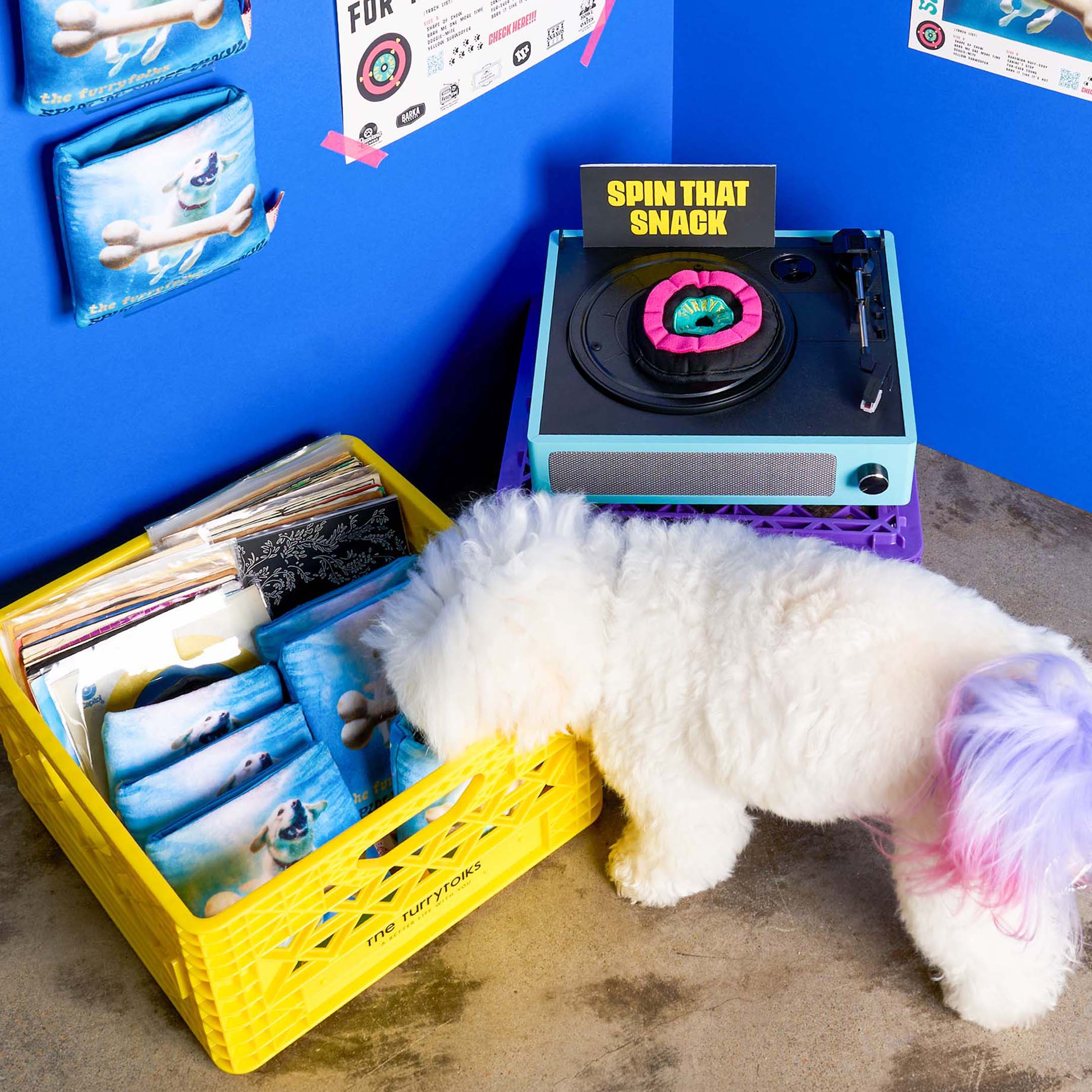 White fluffy dog with pink and purple tail sniffs inside a yellow crate filled with “Spin ‘N’ Sniff” nosework toys and vinyl records, next to a toy turntable that says “SPIN THAT SNACK.”