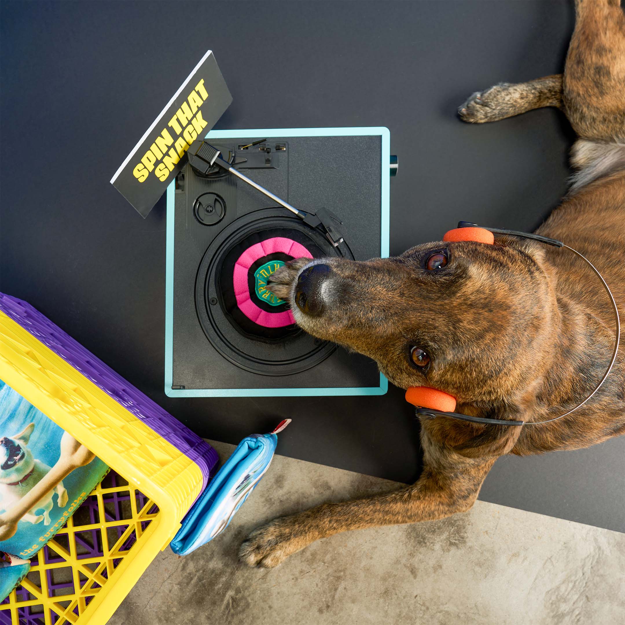 Brindle dog wearing orange headphones lies next to a vinyl-style toy on a mini turntable. The pup’s paw presses the toy, with a crate of dog toys nearby.