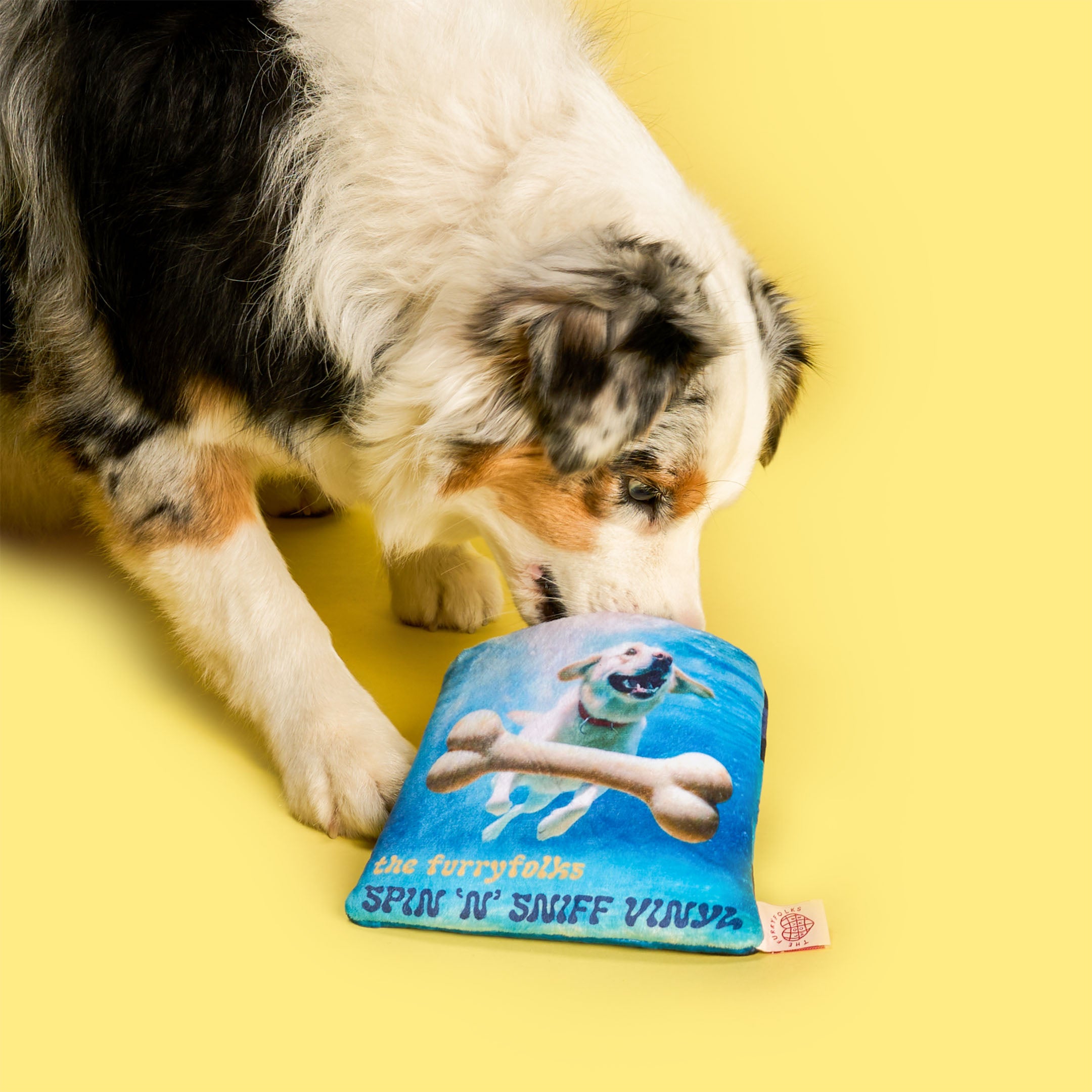 Australian Shepherd intently sniffs the “Spin ‘N’ Sniff Vinyl” nosework toy by the furryfolks, set against a bright yellow backdrop.
