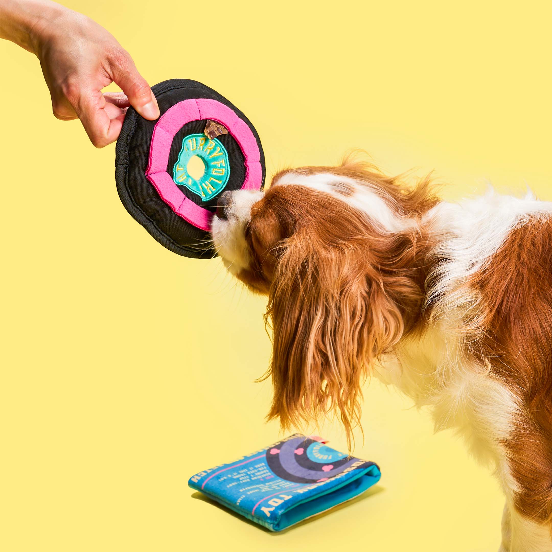 Cavalier King Charles Spaniel sniffs a vinyl-shaped nosework toy held by a hand, with the sleeve-shaped part of the toy resting on the floor nearby against a yellow background.