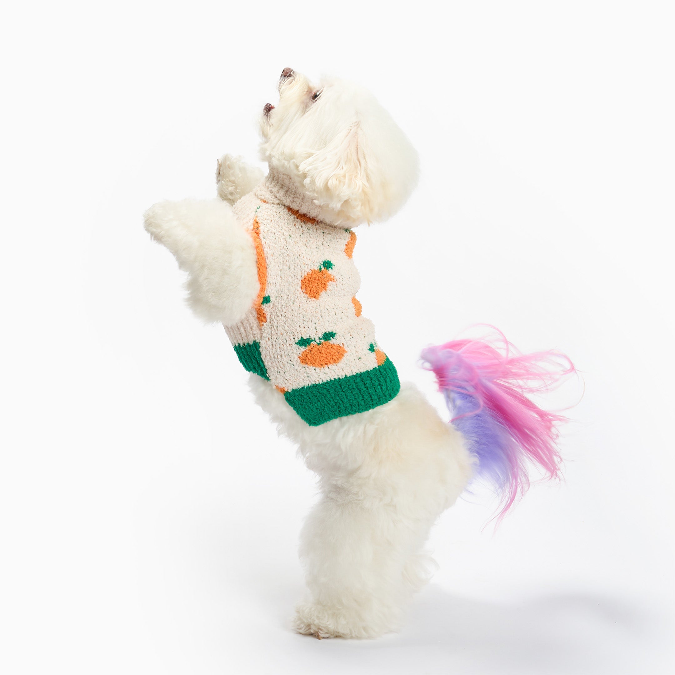 White dog standing upright on hind legs, wearing a cream knit sweater with orange pattern and green trim, with a pastel pink and purple dyed tail visible against a white background