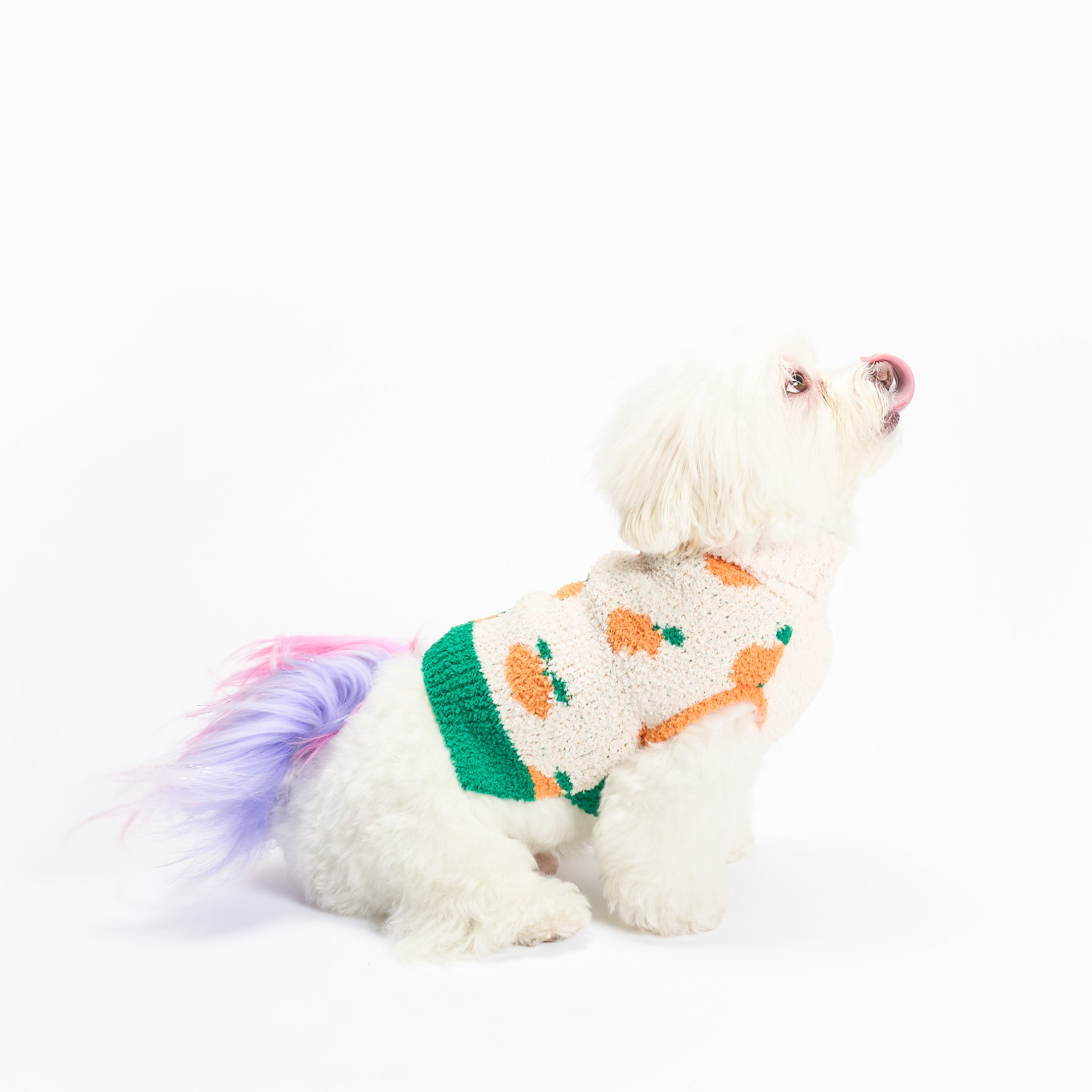 White dog sitting sideways and looking up, wearing a cream knit sweater with an orange pattern and green trim, with a pastel purple and pink dyed tail visible against a white background