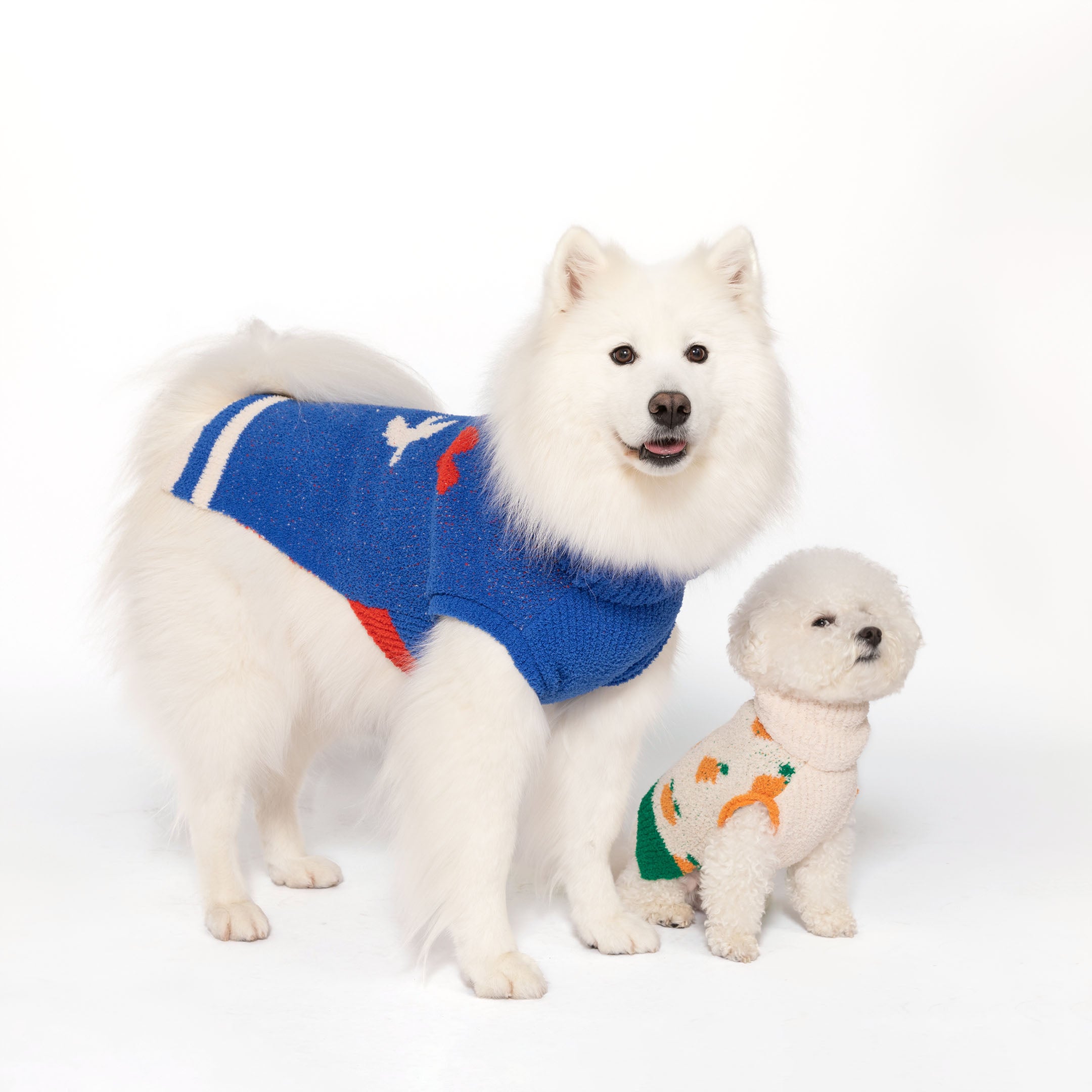  White Samoyed and Bichon Frise in "The Furryfolks" sweaters, large size blue with love birds, medium size orange, stylish and warm.