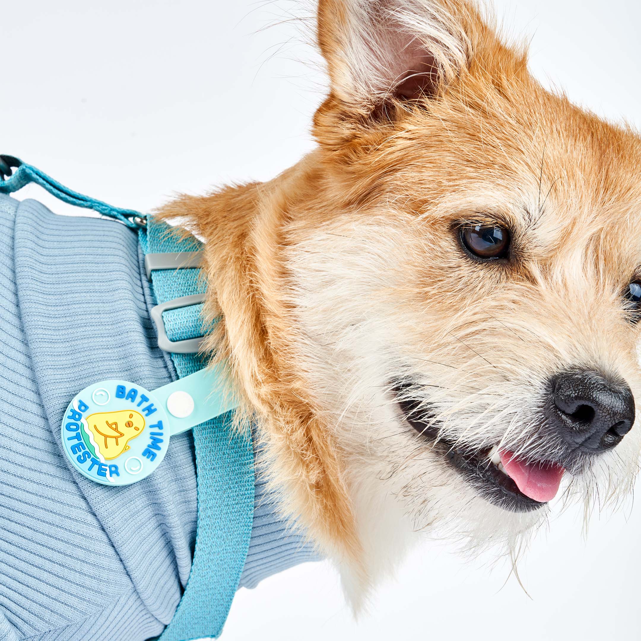 A light brown dog wearing a blue harness and a blue dog tag that reads ‘Bath Time Protester.’ The tag features an illustration of a dog crossing its paws in protest, made of non-toxic rubber. The dog is looking to the side with its mouth open, showcasing the tag attached to its harness.