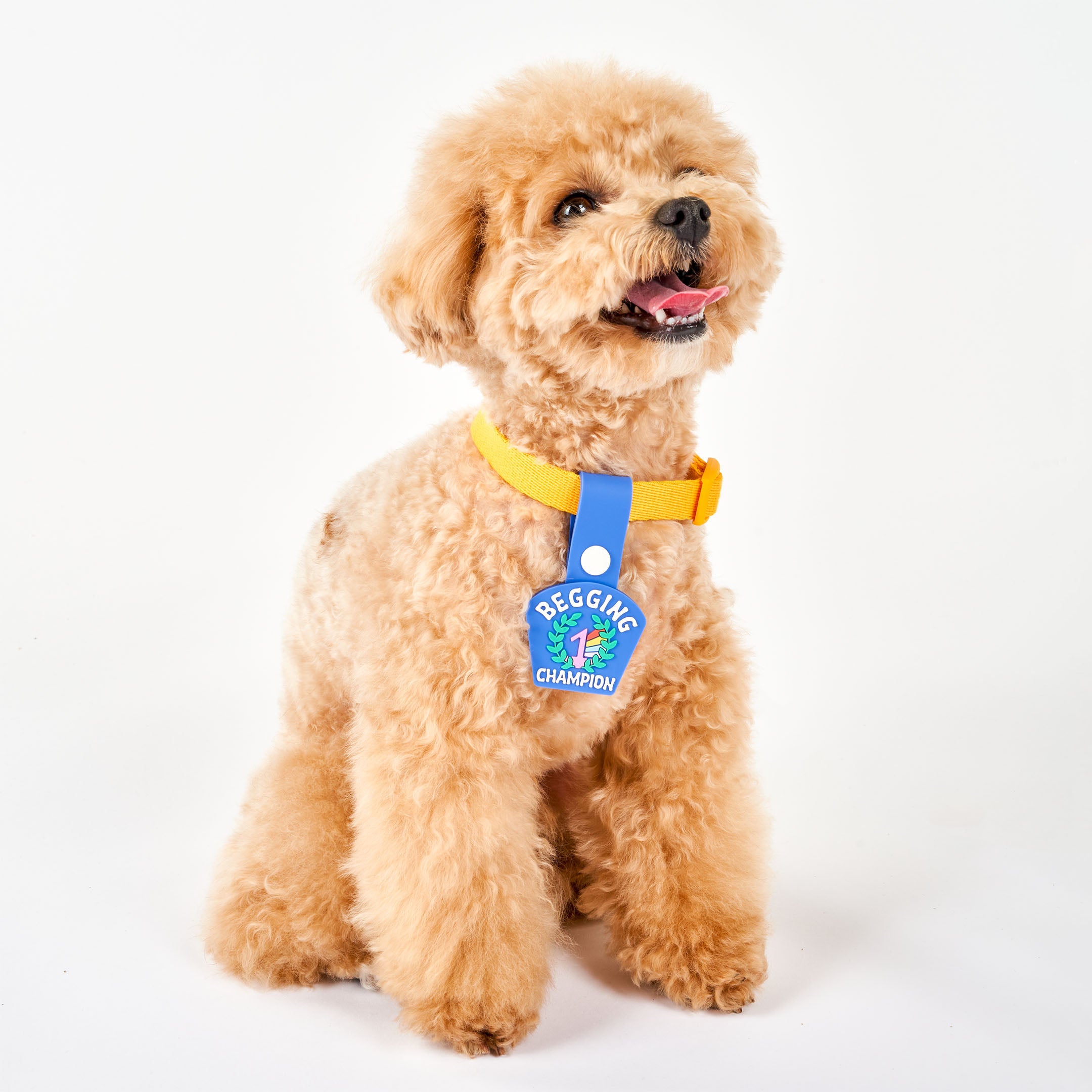 A curly-haired light brown dog wearing a yellow collar with a blue dog tag that reads ‘Begging Champion.’ The tag features an illustration of a number 1 medal surrounded by laurel leaves, made of non-toxic rubber. The dog is sitting and looking at the camera with its tongue out, showcasing the tag attached to its collar.