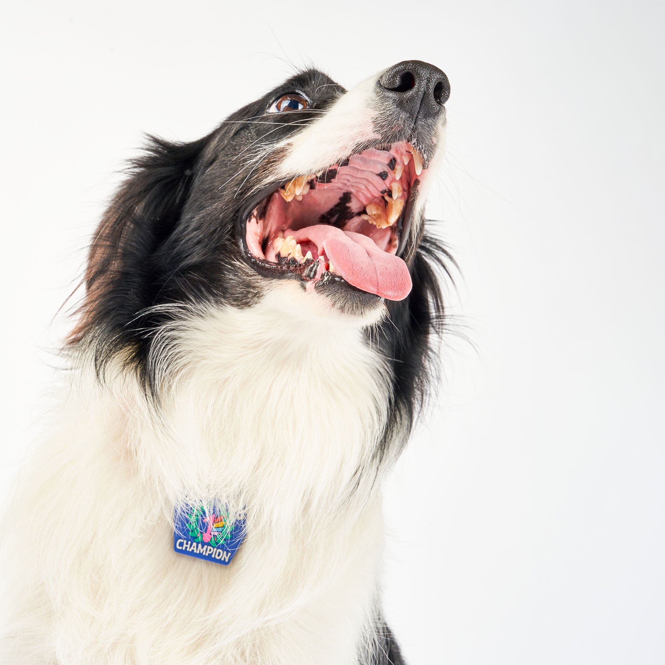 A black and white dog with its mouth open and tongue out, wearing a blue dog tag that reads ‘Begging Champion.’ The tag features an illustration of a number 1 medal surrounded by laurel leaves, made of non-toxic rubber. The dog is looking up, showcasing the tag attached to its collar.