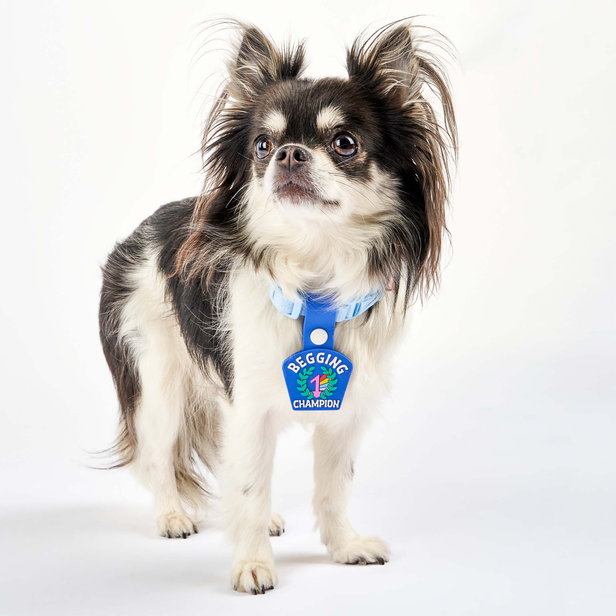 A small black and white dog wearing a blue collar with a blue dog tag that reads ‘Begging Champion.’ The tag features an illustration of a number 1 medal surrounded by laurel leaves, made of non-toxic rubber. The dog is standing and looking up, showcasing the tag attached to its collar.