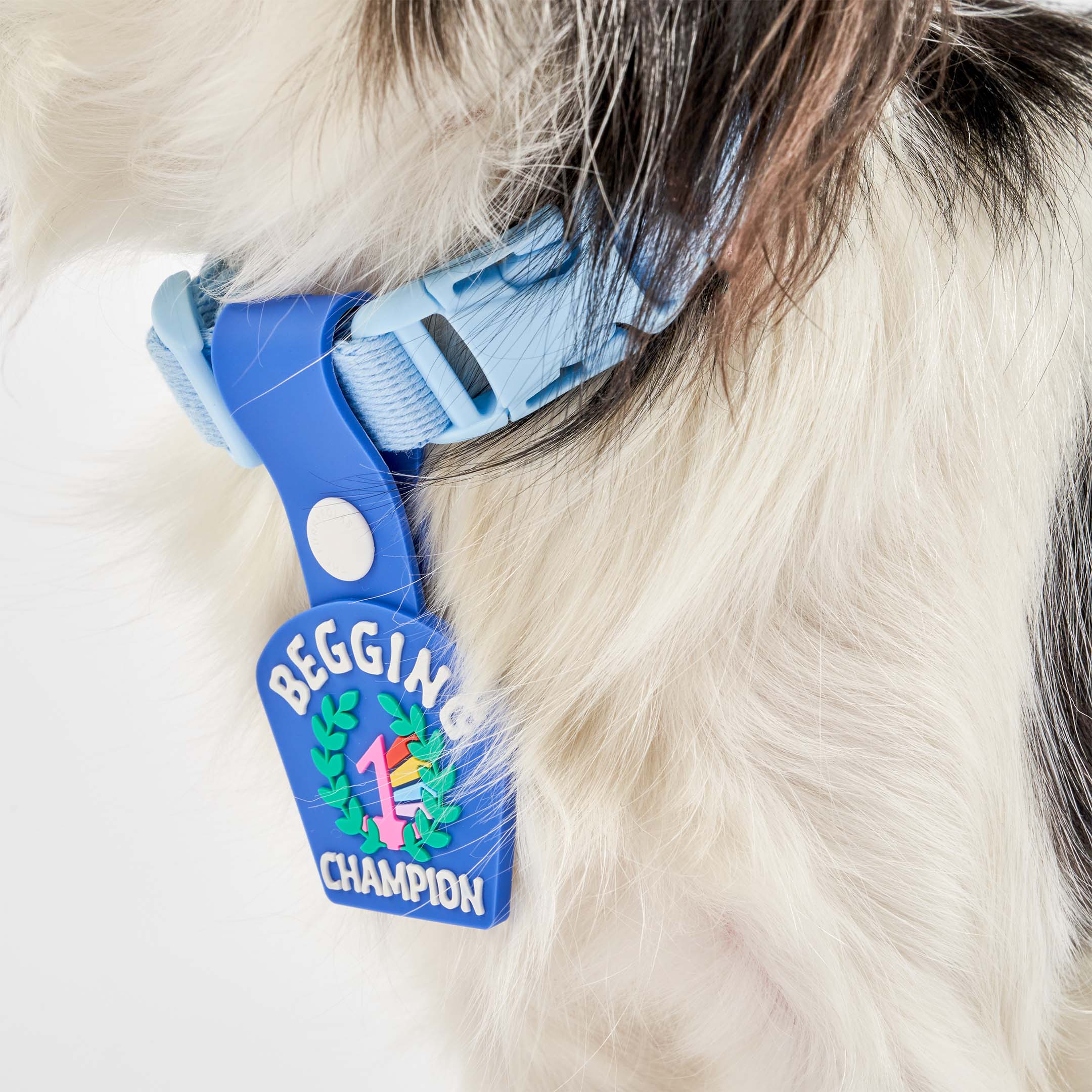 A close-up of a small black and white dog wearing a blue collar with a blue dog tag that reads ‘Begging Champion.’ The tag features an illustration of a number 1 medal surrounded by laurel leaves, made of non-toxic rubber. The tag is attached to the dog’s collar, showcasing the design prominently.