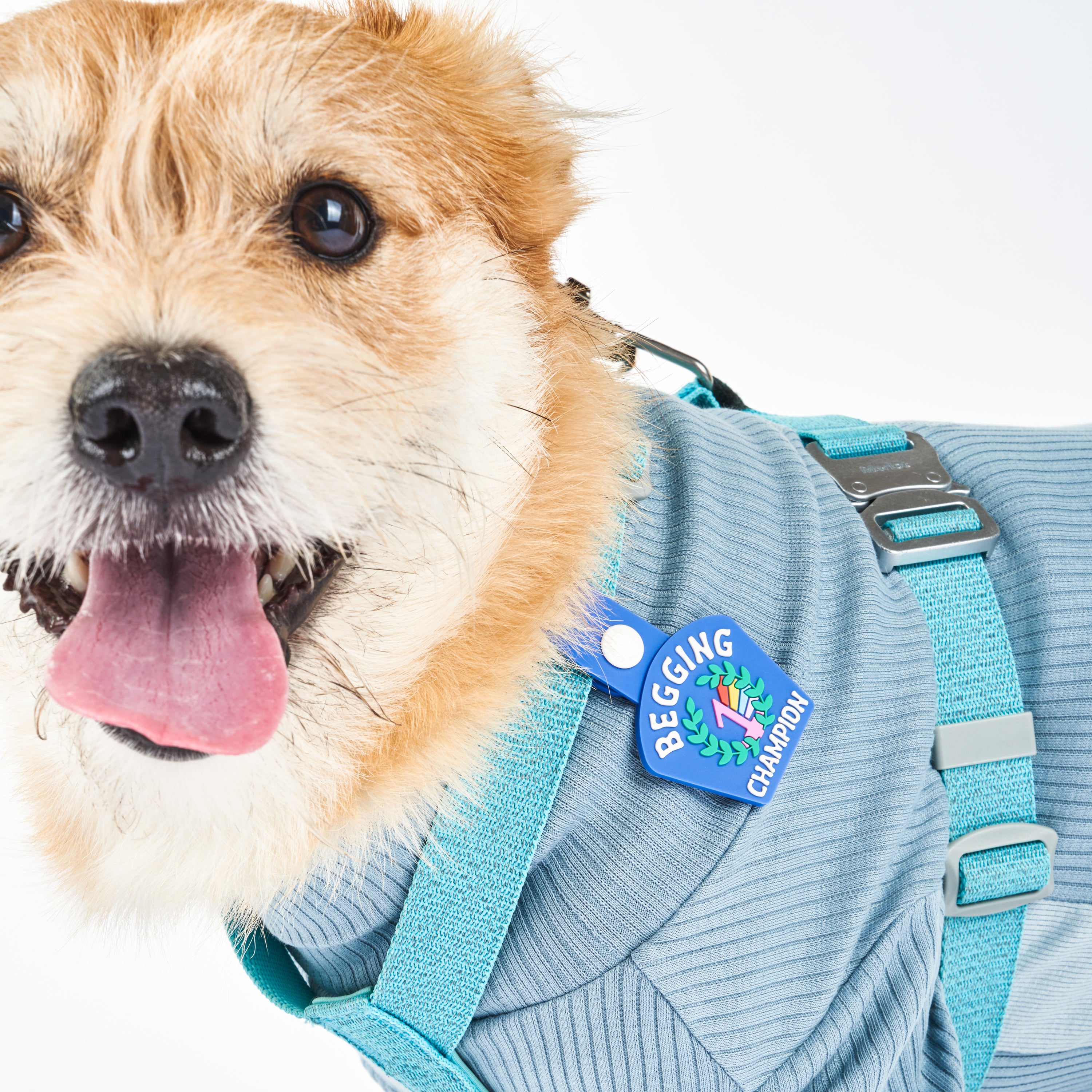 A light brown dog wearing a blue harness and a blue dog tag that reads ‘Begging Champion.’ The tag features an illustration of a number 1 medal surrounded by laurel leaves, made of non-toxic rubber. The dog is looking at the camera with its mouth open and tongue out, showcasing the tag attached to its harness.