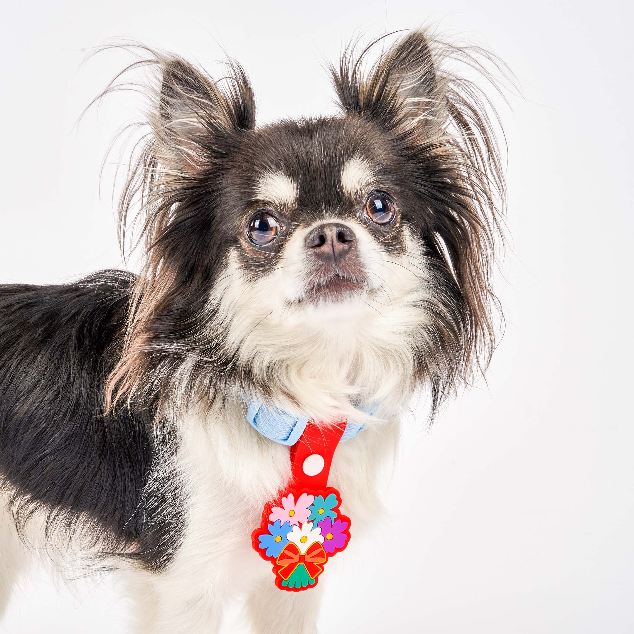 A small black and white dog wearing a blue collar with a red dog tag shaped like a colorful bouquet of flowers. The tag features a variety of vibrant flowers and is made of non-toxic rubber. The dog is looking at the camera, showcasing the tag attached to its collar.