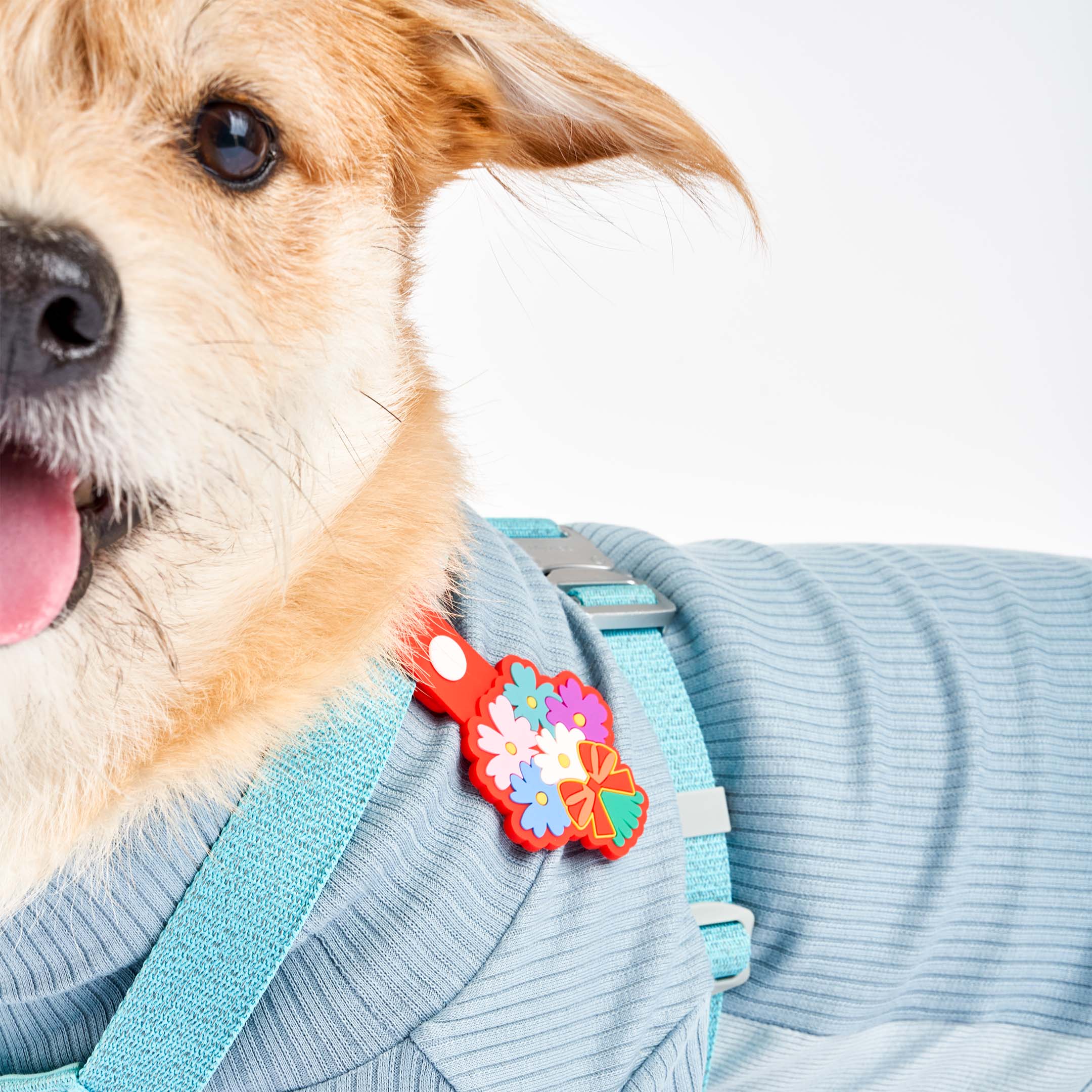 Small brown dog with light fur wearing a blue harness and a red dog tag shaped like a bouquet of colorful flowers. The dog is looking at the camera with its tongue out.