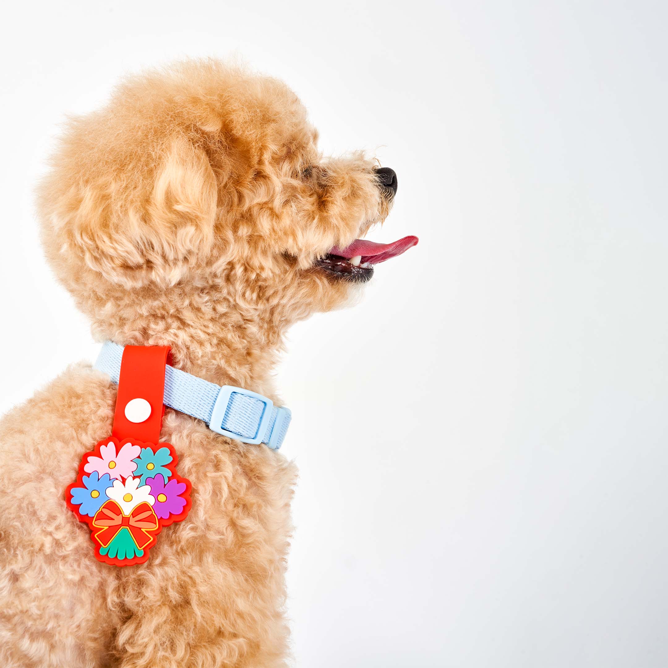 Small fluffy brown dog wearing a light blue collar with a red dog tag shaped like a bouquet of colorful flowers. The dog is sitting and looking to the side.