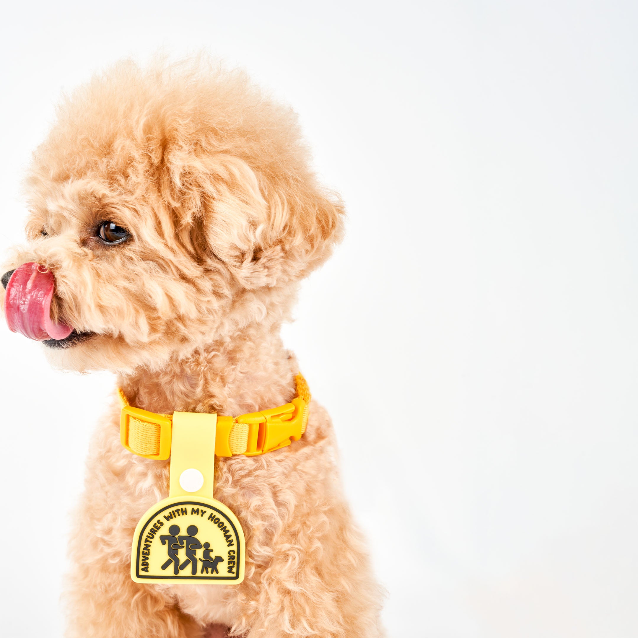 A curly-haired light brown dog wearing a yellow collar with a yellow dog tag that reads ‘Adventures with My Hooman Crew.’ The tag features an illustration of a human family running with their dog, made of non-toxic rubber. The dog is looking to the side with its tongue out, showcasing the tag attached to its collar.