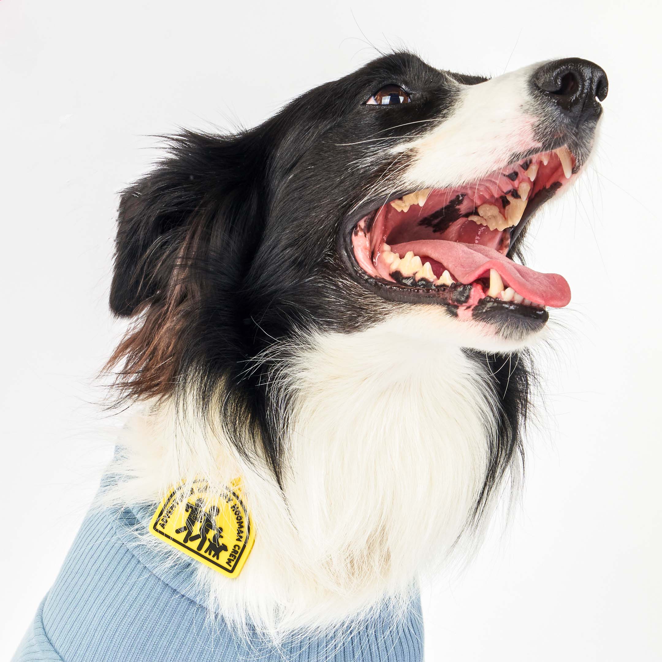 A black and white dog wearing a blue sweater with a yellow dog tag that reads ‘Adventures with My Hooman Crew.’ The tag features an illustration of a human family running with their dog, made of non-toxic rubber. The dog is looking up with its mouth open and tongue out, showcasing the tag attached to its sweater.