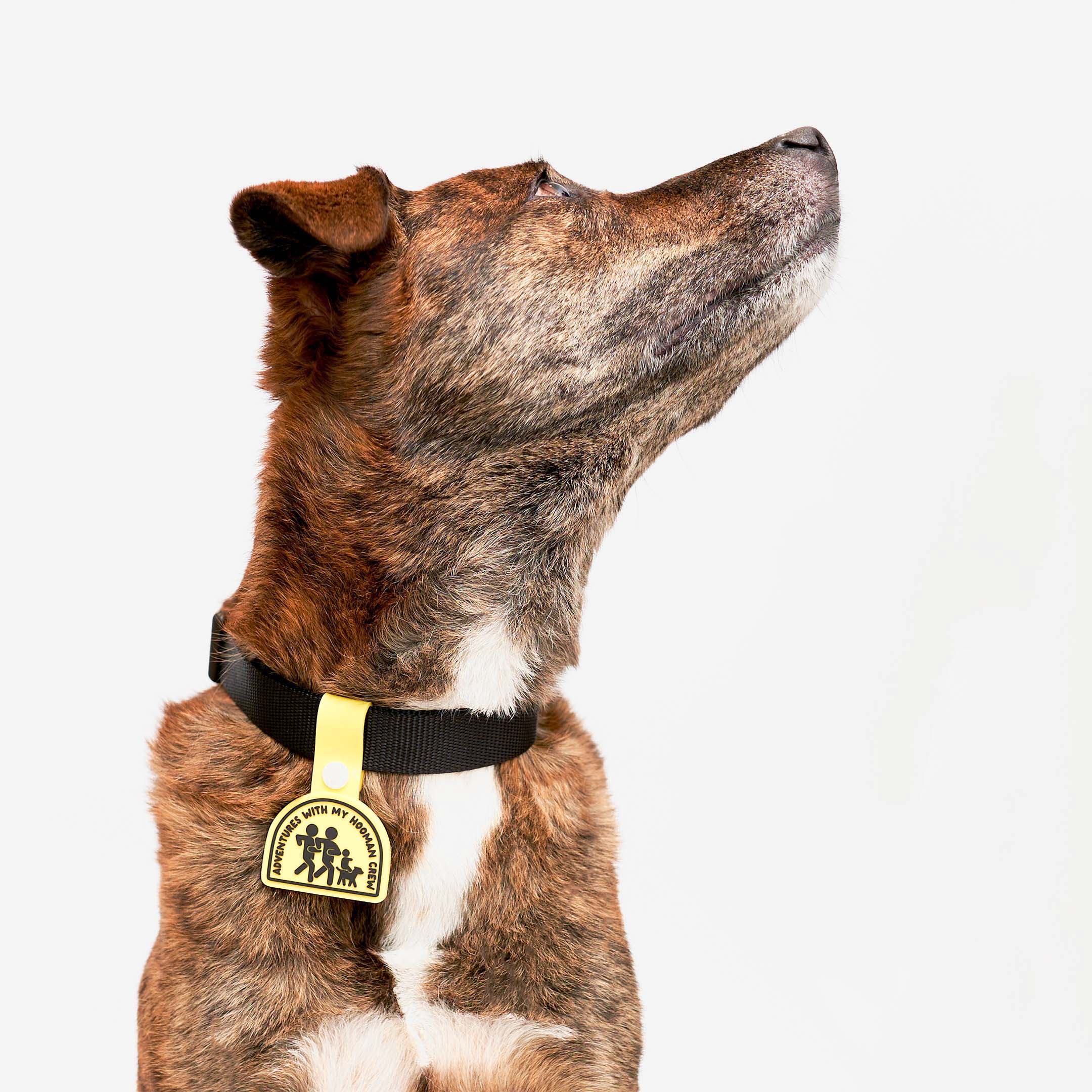 Brindle dog wearing a collar with a yellow dog tag that reads ‘Adventures with My Hooman Crew.’ The tag features an illustration of a human family running with their dog, made of non-toxic rubber. The dog is looking up and to the side, showcasing the tag attached to its collar.