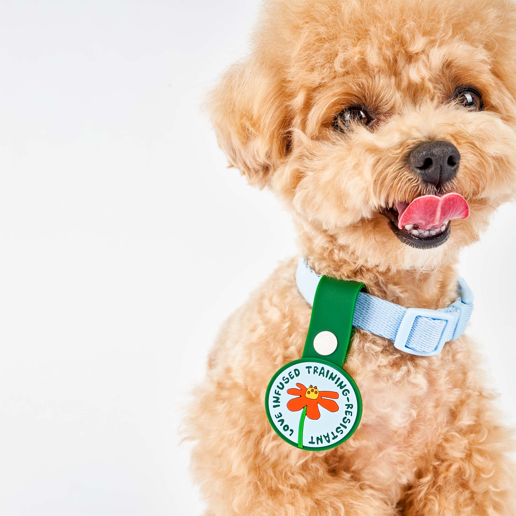 Adorable curly-haired dog wearing a light blue collar, featuring a whimsical dog tag with a red flower at the center. The tag displays the phrase ‘Love Infused Training-Resistant’ and is attached to a green strap with a white button. This charming tag from The Furryfolks’ Daily Clip product line is made from 100% non-toxic rubber, perfect for adding a playful touch to your pet’s accessories.