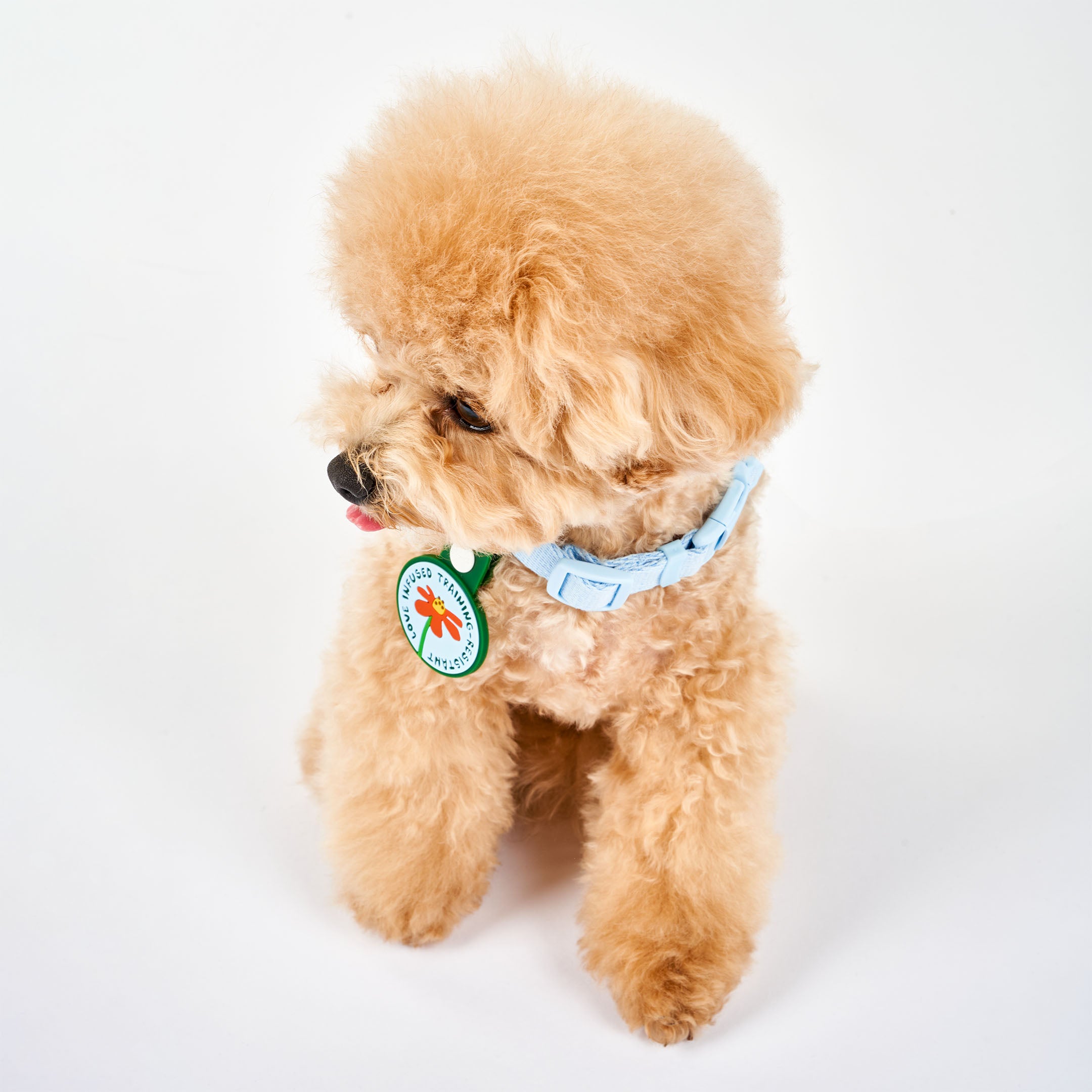 Adorable curly-haired dog wearing a light blue collar, featuring a whimsical dog tag with a red flower at the center. The tag displays the phrase ‘Love Infused Training-Resistant’ and is attached to a green strap with a white button. This charming tag from The Furryfolks’ Daily Clip product line is made from 100% non-toxic rubber, perfect for adding a playful touch to your pet’s accessories.