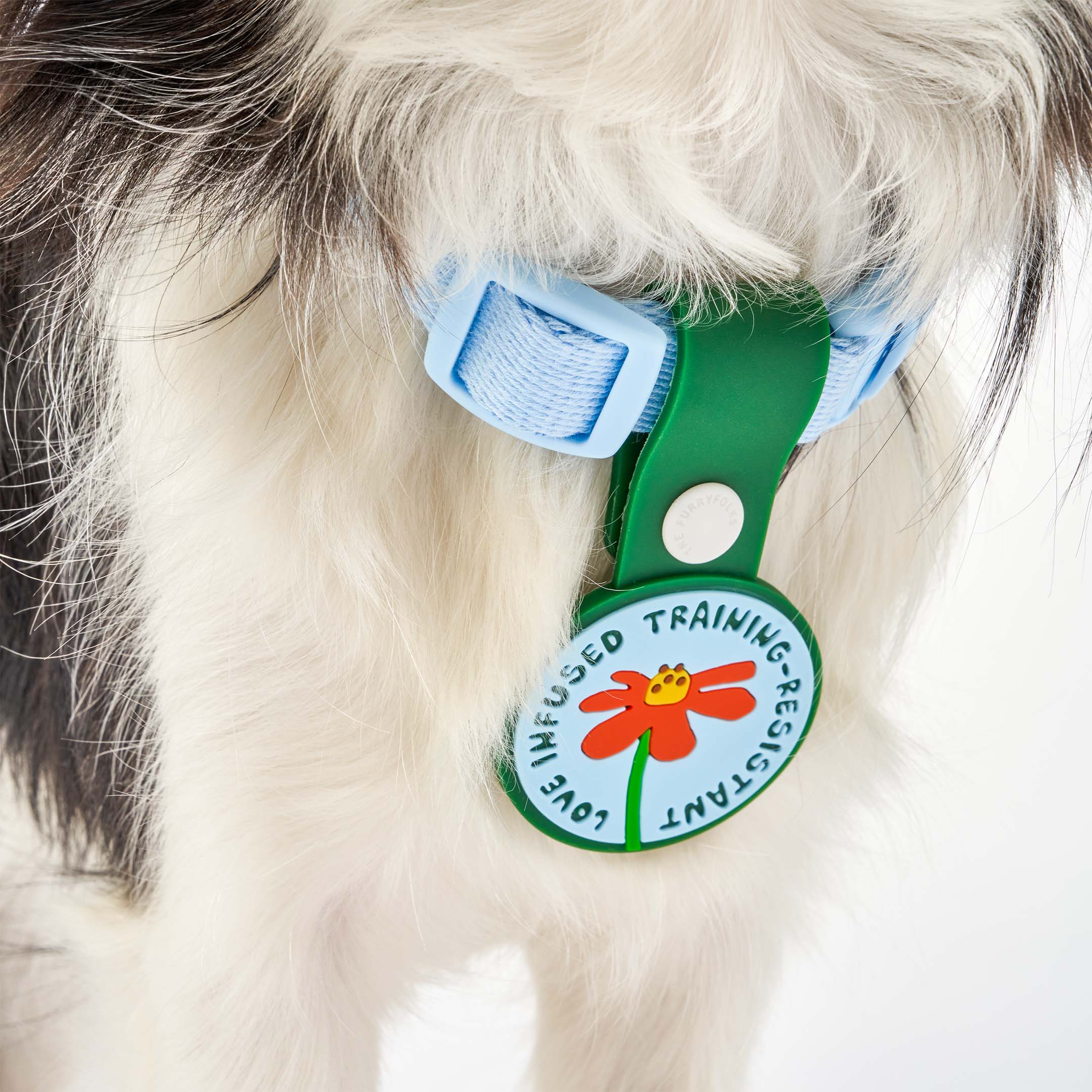 Close-up of a black and white dog’s neck wearing a light blue collar, featuring a whimsical dog tag with a red flower at the center. The tag displays the phrase ‘Love Infused Training-Resistant’ and is attached to a green strap with a white button. This charming tag from The Furryfolks’ Daily Clip product line is made from 100% non-toxic rubber, perfect for adding a playful touch to your pet’s accessories.