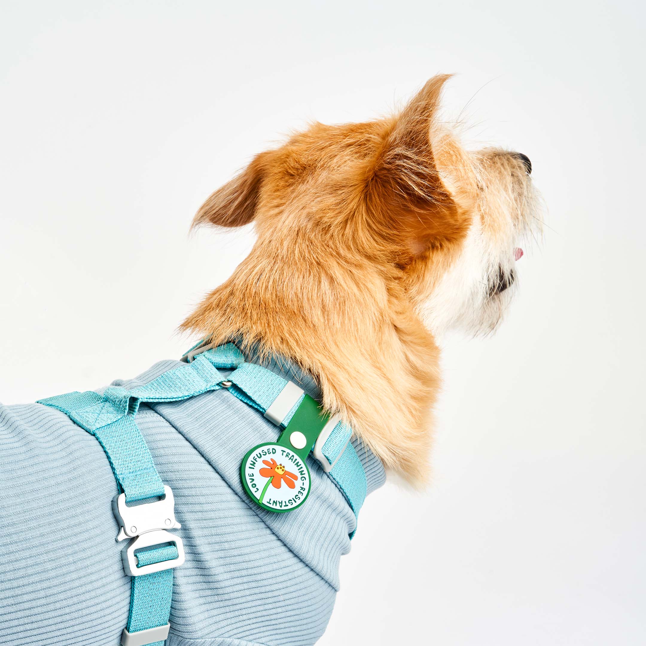 Side view of a brown dog wearing a light blue harness and shirt, featuring a whimsical dog tag with a red flower at the center. The tag displays the phrase ‘Love Infused Training-Resistant’ and is attached to a green strap with a white button. This charming tag from The Furryfolks’ Daily Clip product line is made from 100% non-toxic rubber, perfect for adding a playful touch to your pet’s accessories.