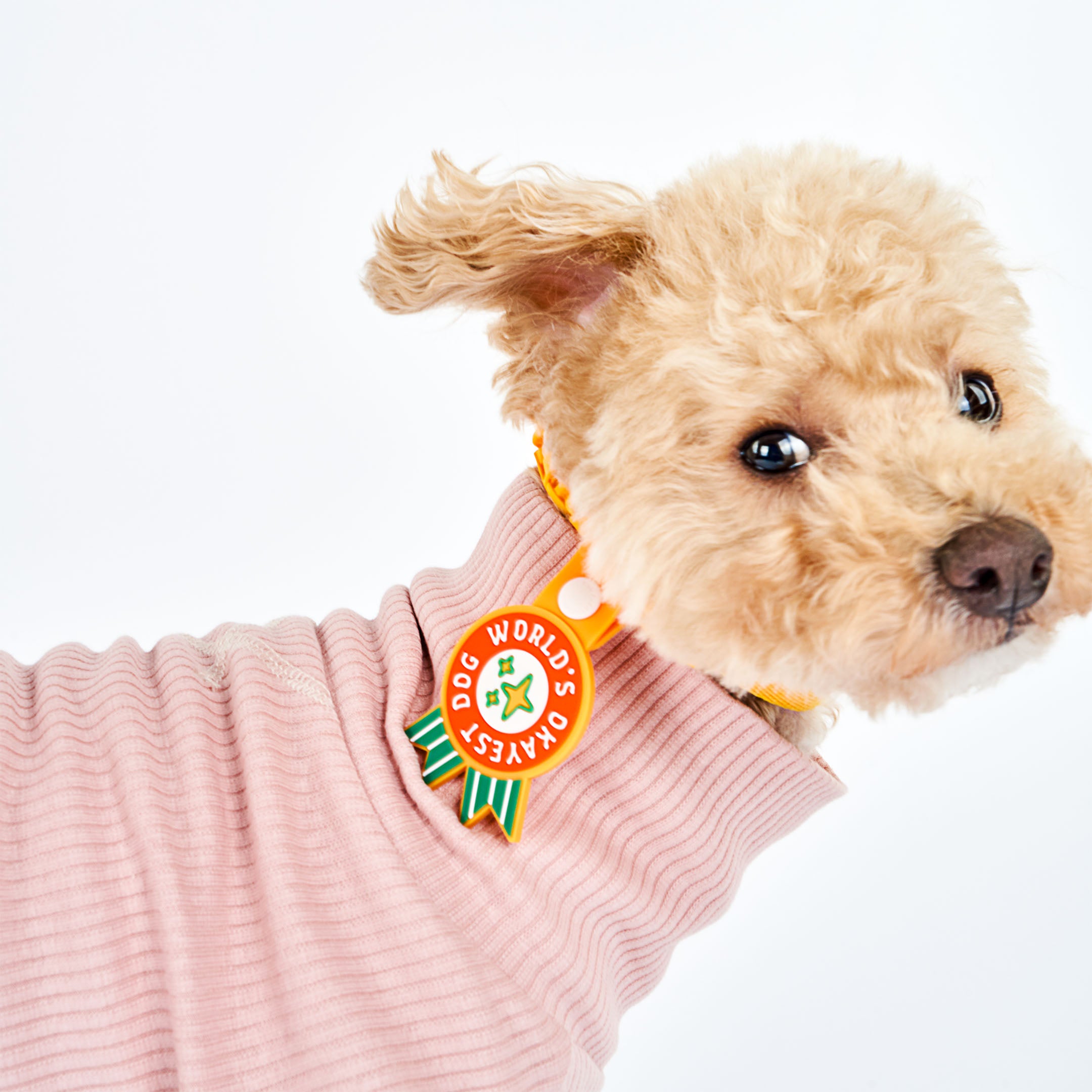 Curly-haired dog wearing a pink sweater and an orange collar, featuring a whimsical dog tag with the phrase ‘World’s Okayest Dog’ in bold white text on a red background. The tag has green ribbons at the bottom and is attached to an orange strap with a white button. This playful tag from The Furryfolks’ Daily Clip product line is made from 100% non-toxic rubber, perfect for adding a humorous touch to your pet’s accessories.