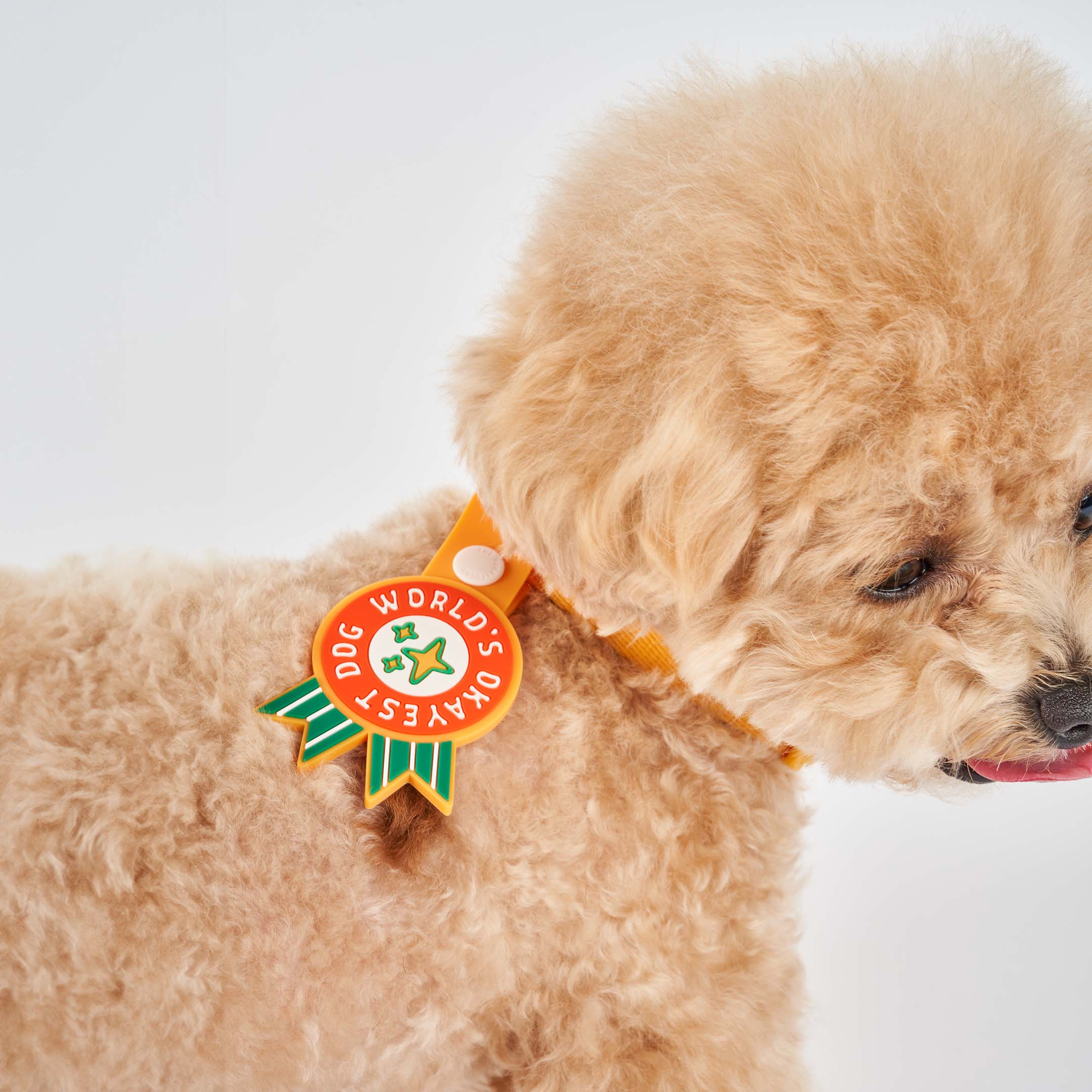 Curly-haired dog wearing an orange collar, featuring a whimsical dog tag with the phrase ‘World’s Okayest Dog’ in bold white text on a red background. The tag has green ribbons at the bottom and is attached to an orange strap with a white button. This playful tag from The Furryfolks’ Daily Clip product line is made from 100% non-toxic rubber, perfect for adding a humorous touch to your pet’s accessories.