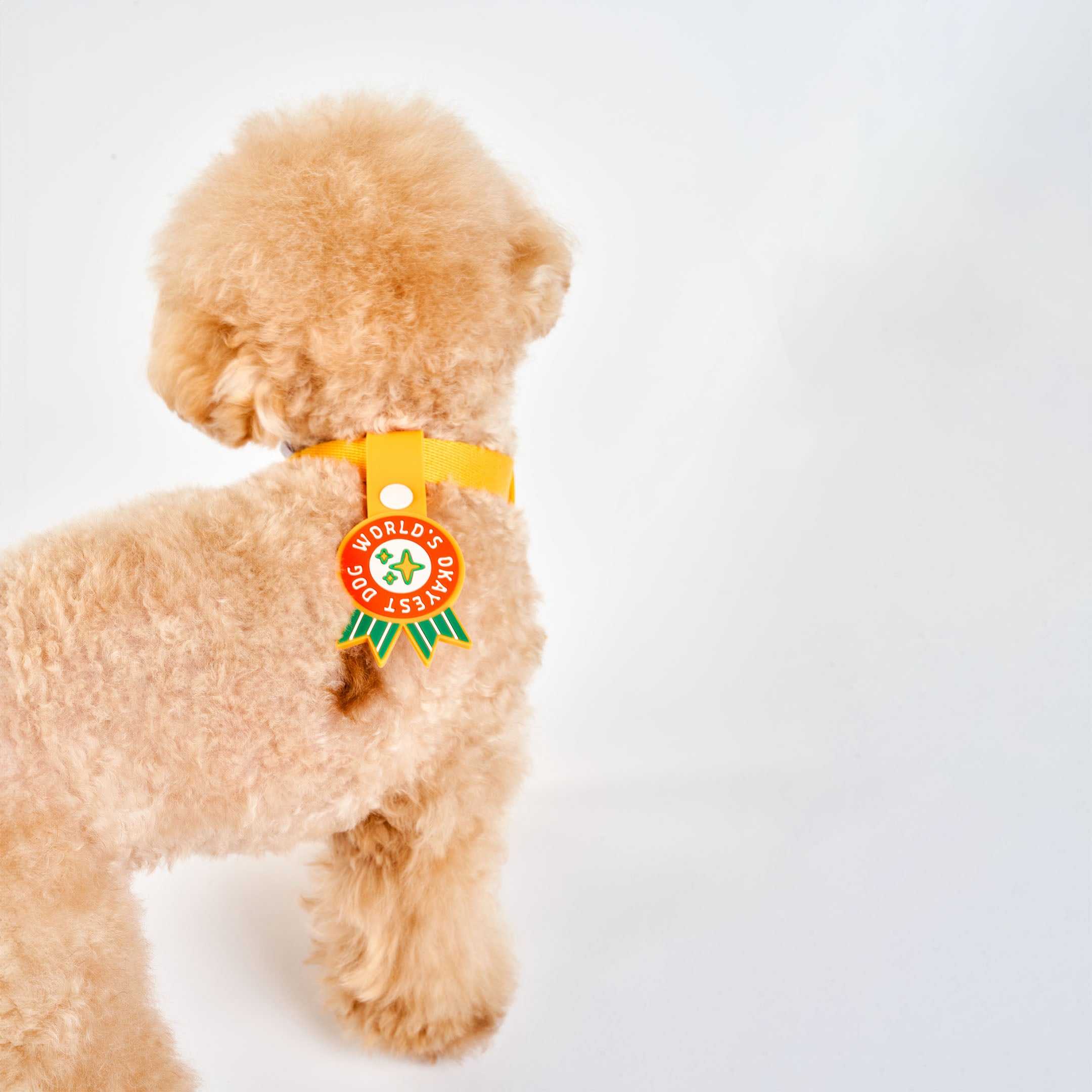 Curly-haired dog with its back turned, wearing an orange collar and featuring a whimsical dog tag with the phrase ‘World’s Okayest Dog’ in bold white text on a red background. The tag has green ribbons at the bottom and is attached to an orange strap with a white button. This playful tag from The Furryfolks’ Daily Clip product line is made from 100% non-toxic rubber, perfect for adding a humorous touch to your pet’s accessories.