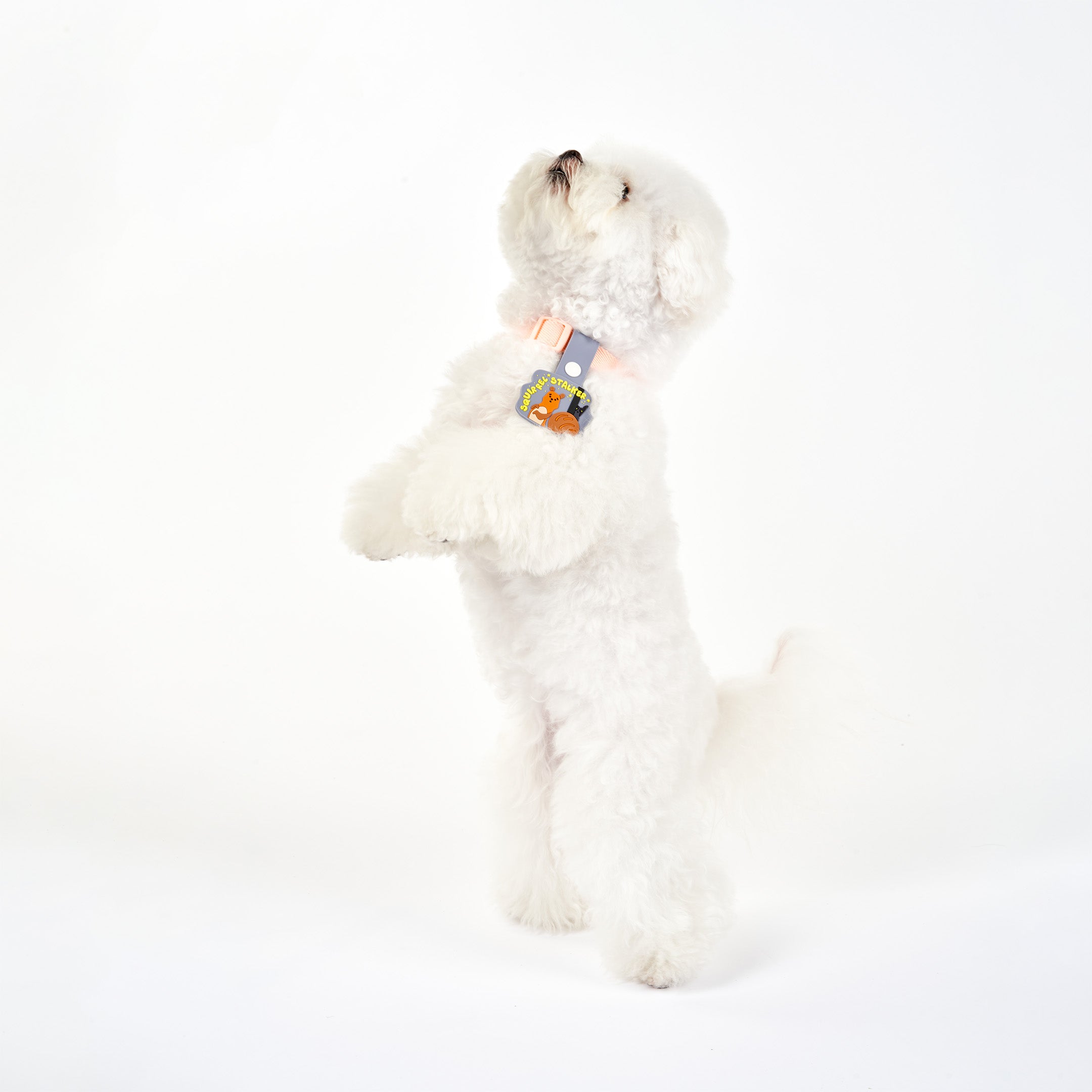 White fluffy dog standing on hind legs, wearing a pink collar with a whimsical dog tag featuring a squirrel and a dog under a starry sky. The tag displays the phrase ‘Squirrel Stalker’ in playful yellow text and is attached to a light blue strap with a white button. This charming tag from The Furryfolks’ Daily Clip product line is made from 100% non-toxic rubber.