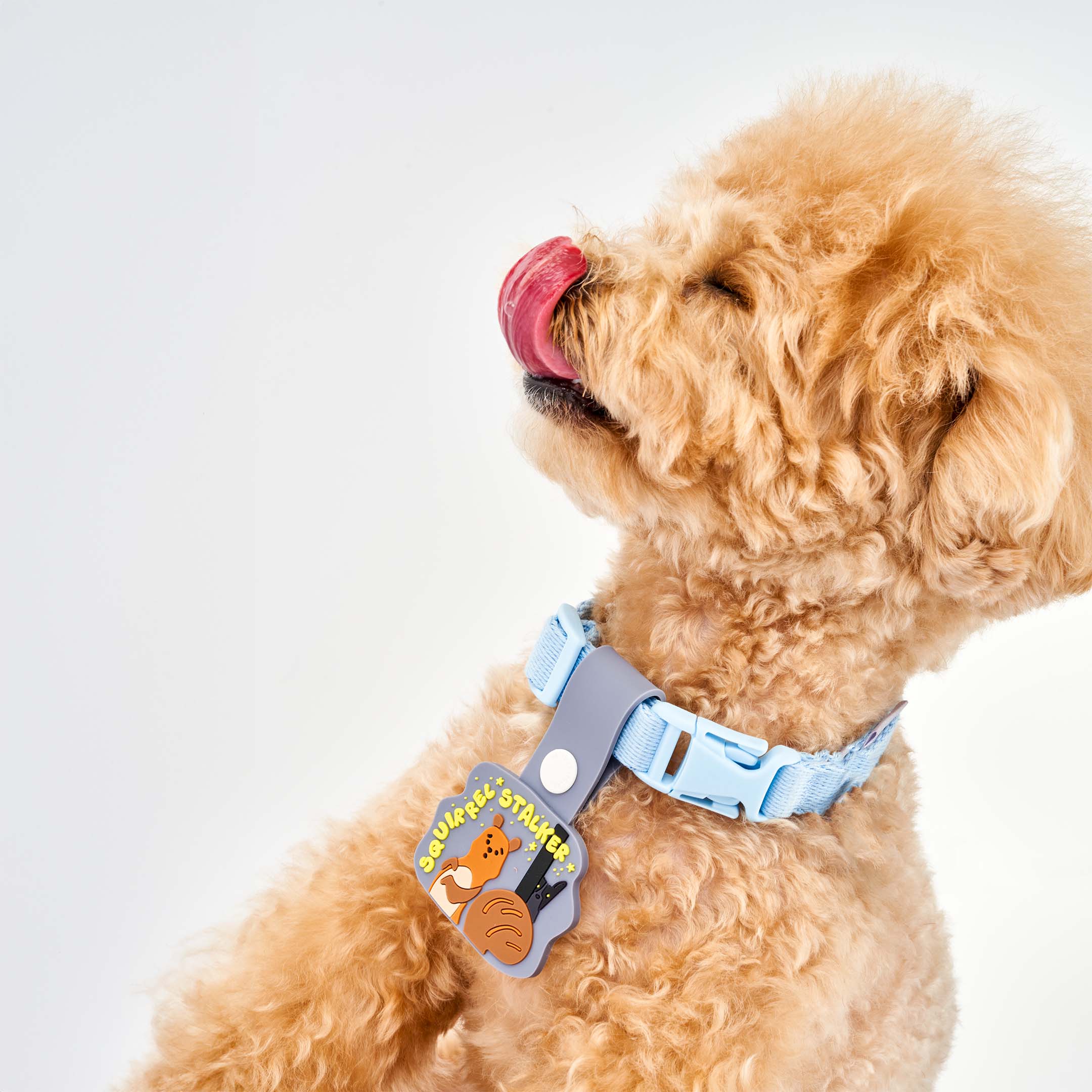 Curly-haired dog wearing a light blue collar, featuring a whimsical dog tag with a squirrel and a dog under a starry sky. The tag displays the phrase ‘Squirrel Stalker’ in playful yellow text and is attached to a light blue strap with a white button. This charming tag from The Furryfolks’ Daily Clip product line is made from 100% non-toxic rubber.