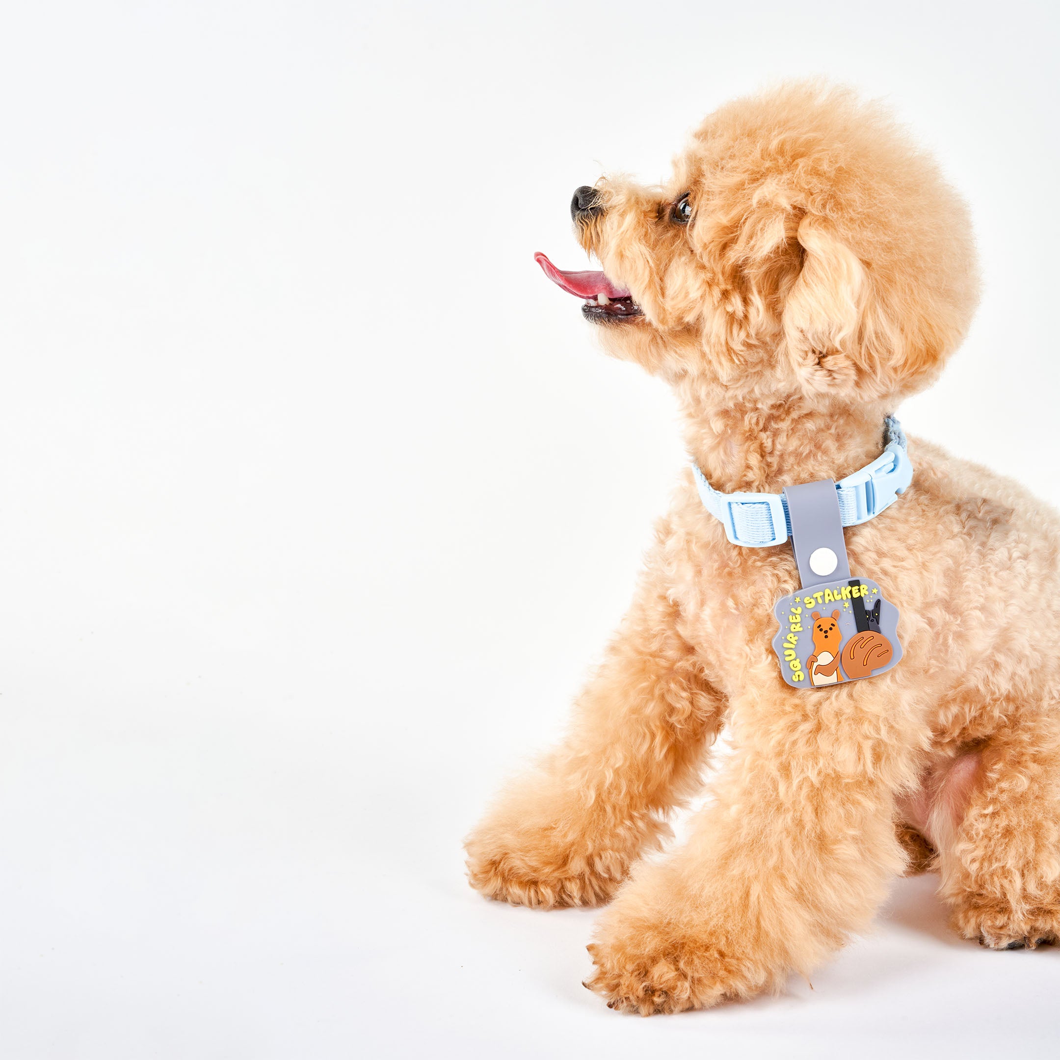 Brown dog wearing a black collar, featuring a whimsical dog tag with a squirrel and a dog under a starry sky. The tag displays the phrase ‘Squirrel Stalker’ in playful yellow text and is attached to a light blue strap with a white button. This charming tag from The Furryfolks’ Daily Clip product line is made from 100% non-toxic rubber