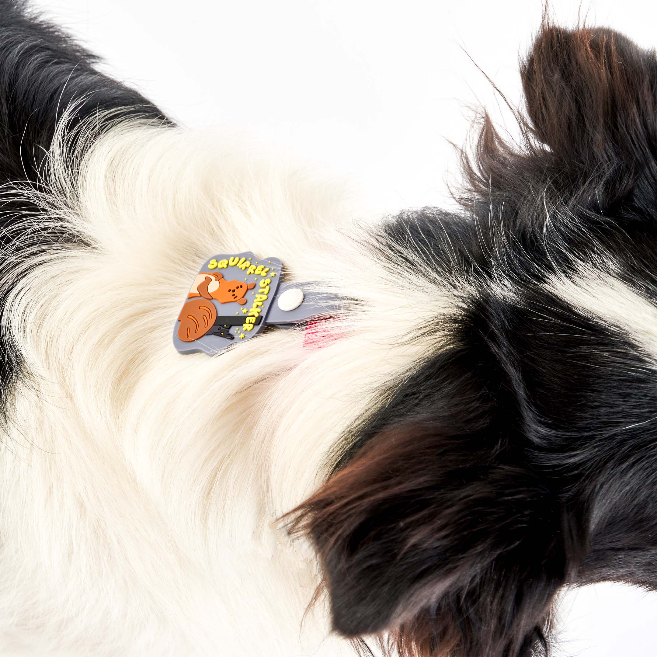 Black and white dog wearing a red collar with a whimsical dog tag featuring a squirrel and a dog under a starry sky. The tag displays the phrase ‘Squirrel Stalker’ in playful yellow text and is attached to a light blue strap with a white button. This charming tag from The Furryfolks’ Daily Clip product line is made from 100% non-toxic rubber.