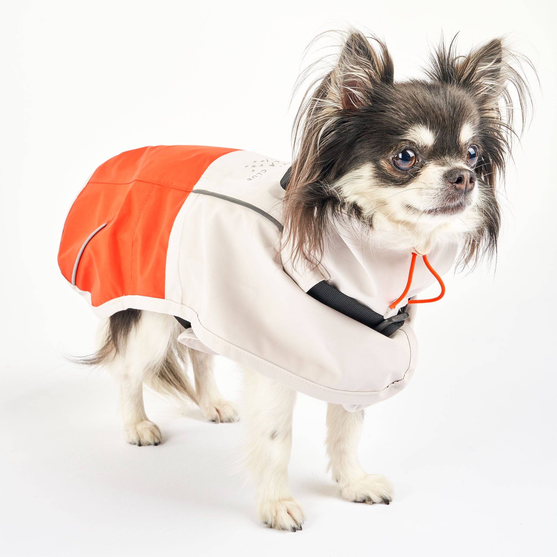  Small dog wearing an orange and white raincoat with reflective accents and an adjustable hood. The raincoat features a black buckle for secure fastening and orange drawstrings for a snug fit. The dog’s fur is slightly long, and the raincoat is designed to provide full coverage while allowing comfortable movement.