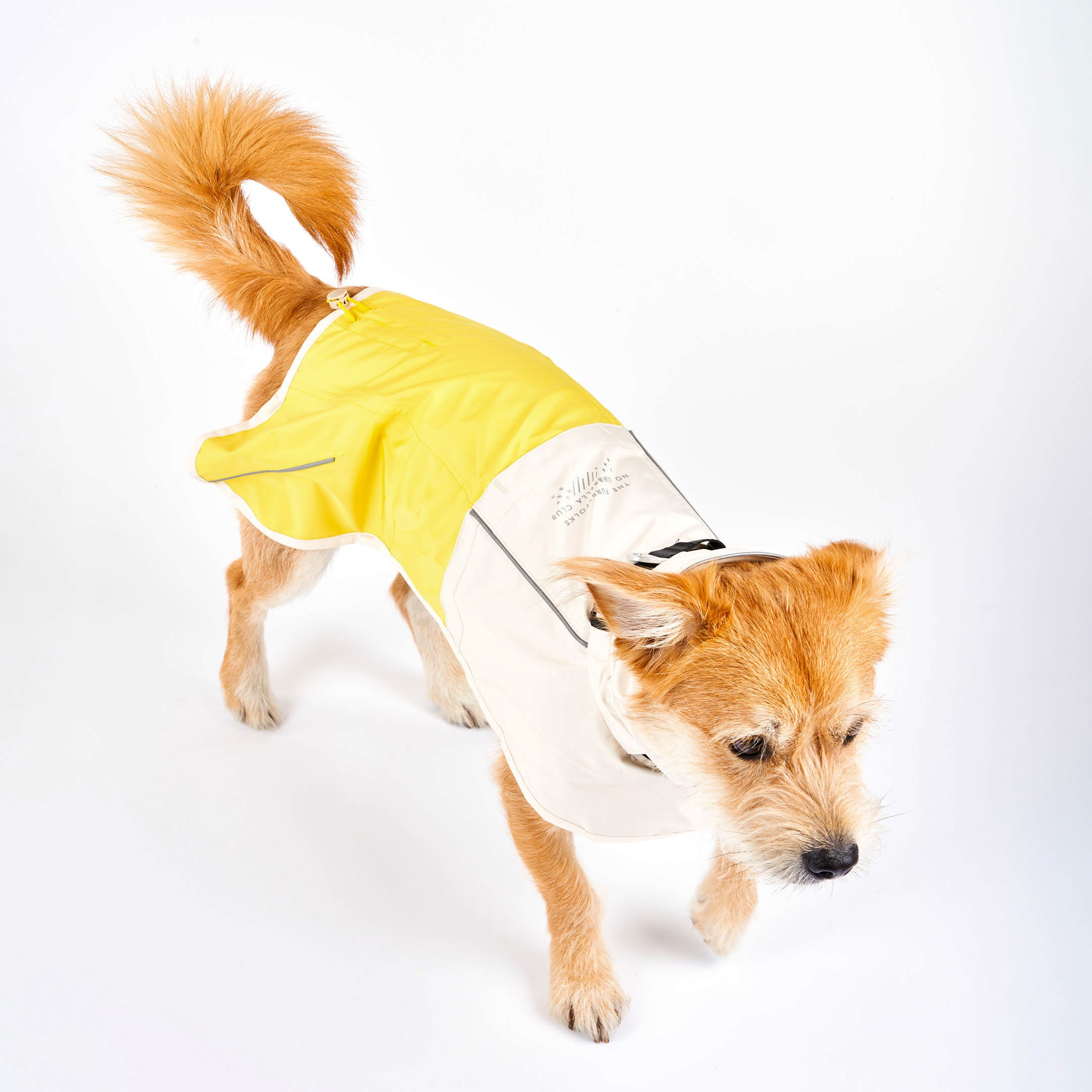 Medium-sized dog in a yellow and cream raincoat, captured from a top angle while walking. The raincoat includes reflective accents and covers the dog’s back and sides, providing weather protection.