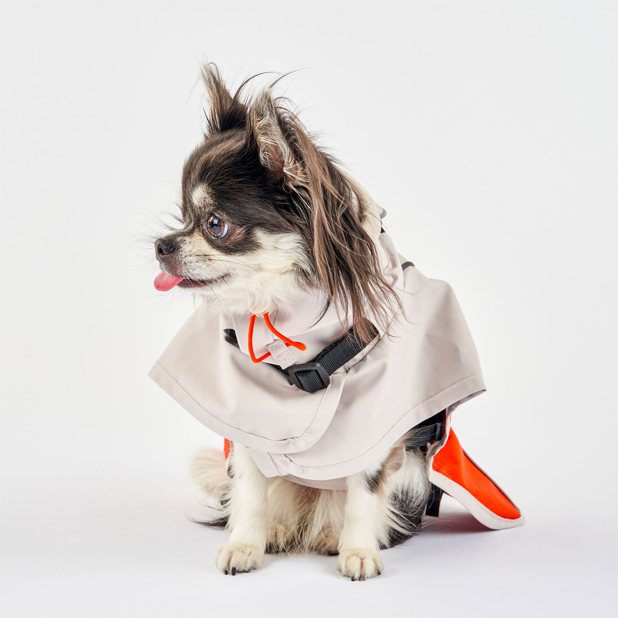 Side view of a small dog wearing a gray and orange raincoat with a black buckle and adjustable hood. The dog sits calmly with its tongue slightly out, highlighting the raincoat’s fit and design for small breeds.