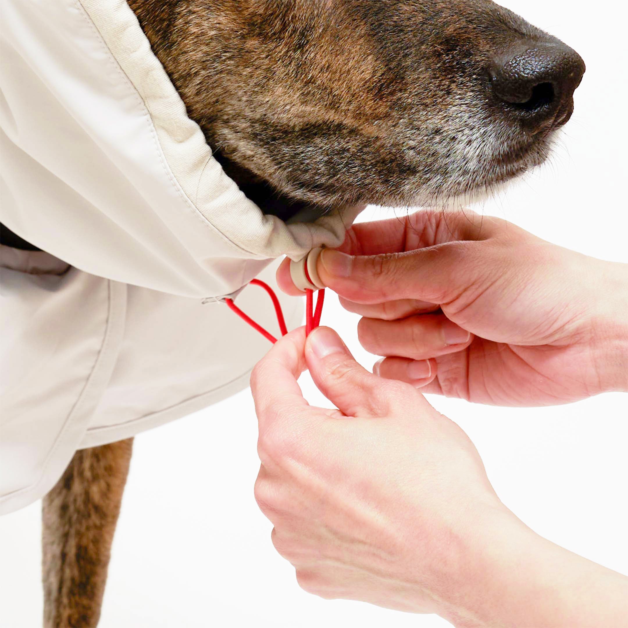 Close-up of a person’s hands adjusting the orange drawstrings on a gray and orange raincoat’s hood, worn by a large dog. The raincoat offers a snug fit, ensuring the dog is fully protected from the elements.