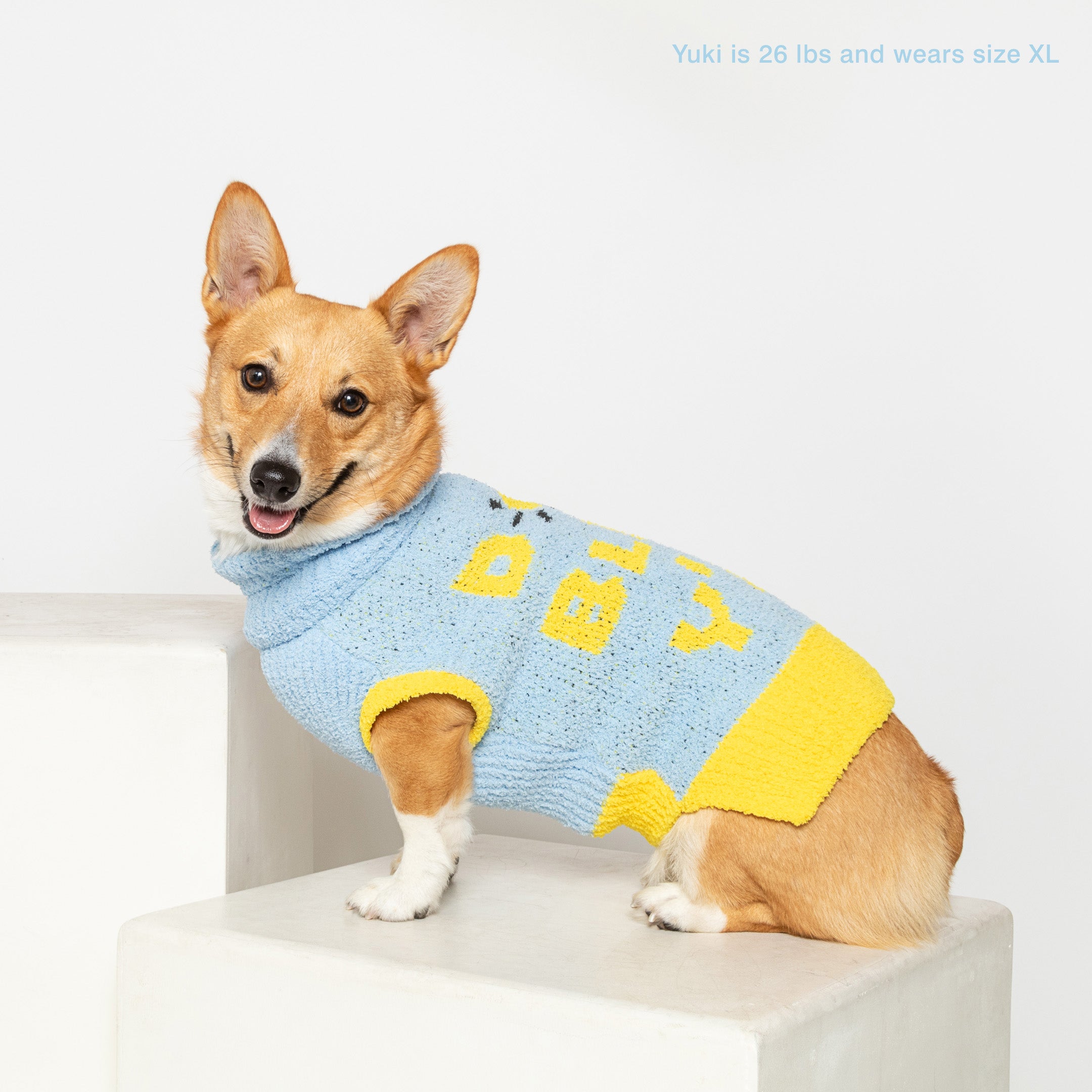 Corgi named Yuki, 26 lbs, in a light blue "The Furryfolks" sweater size XL, smiles on a pedestal, white backdrop.