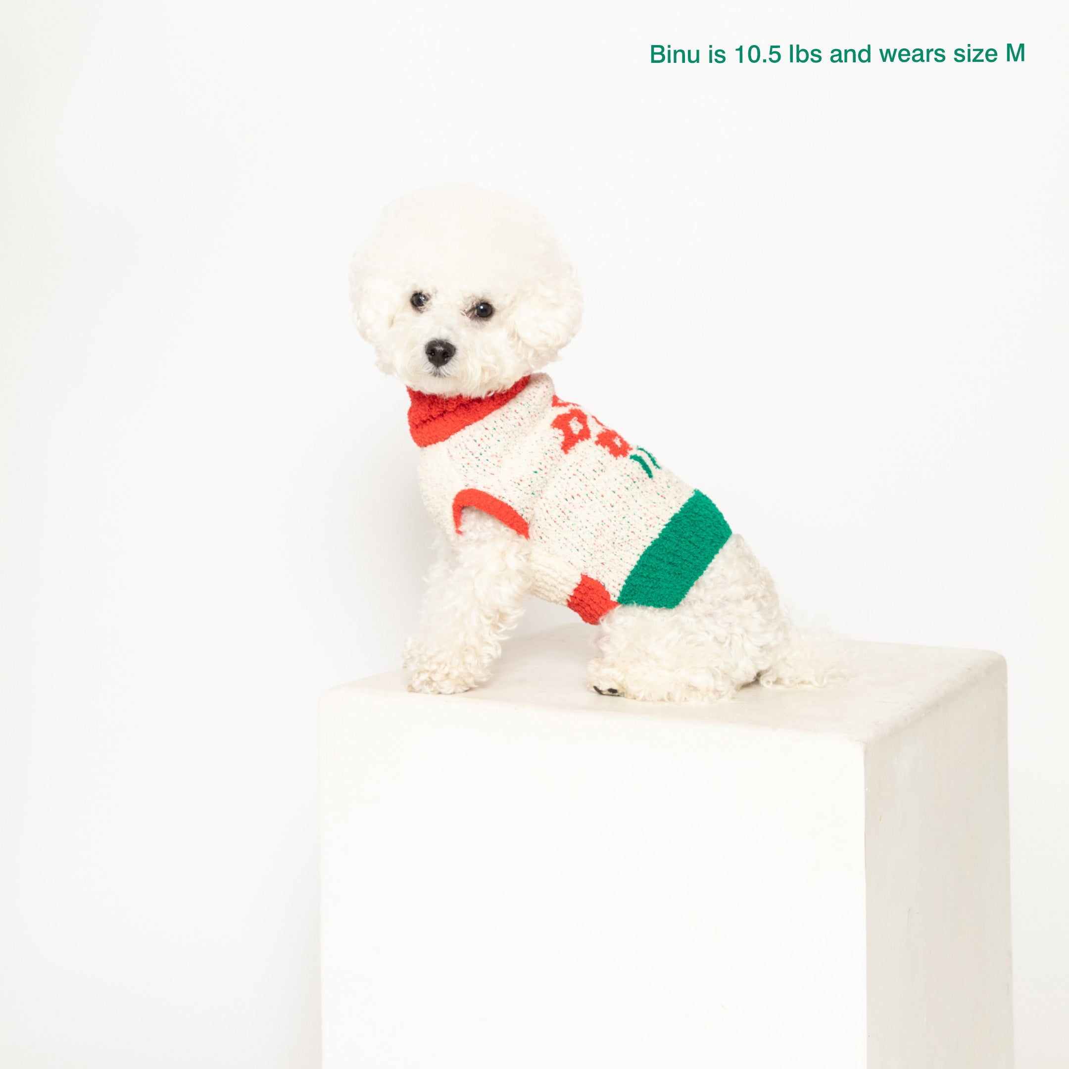  Bichon Frise named Binu, 10.5 lbs, wears "The Furryfolks" medium flower sweater, posed on a pedestal.