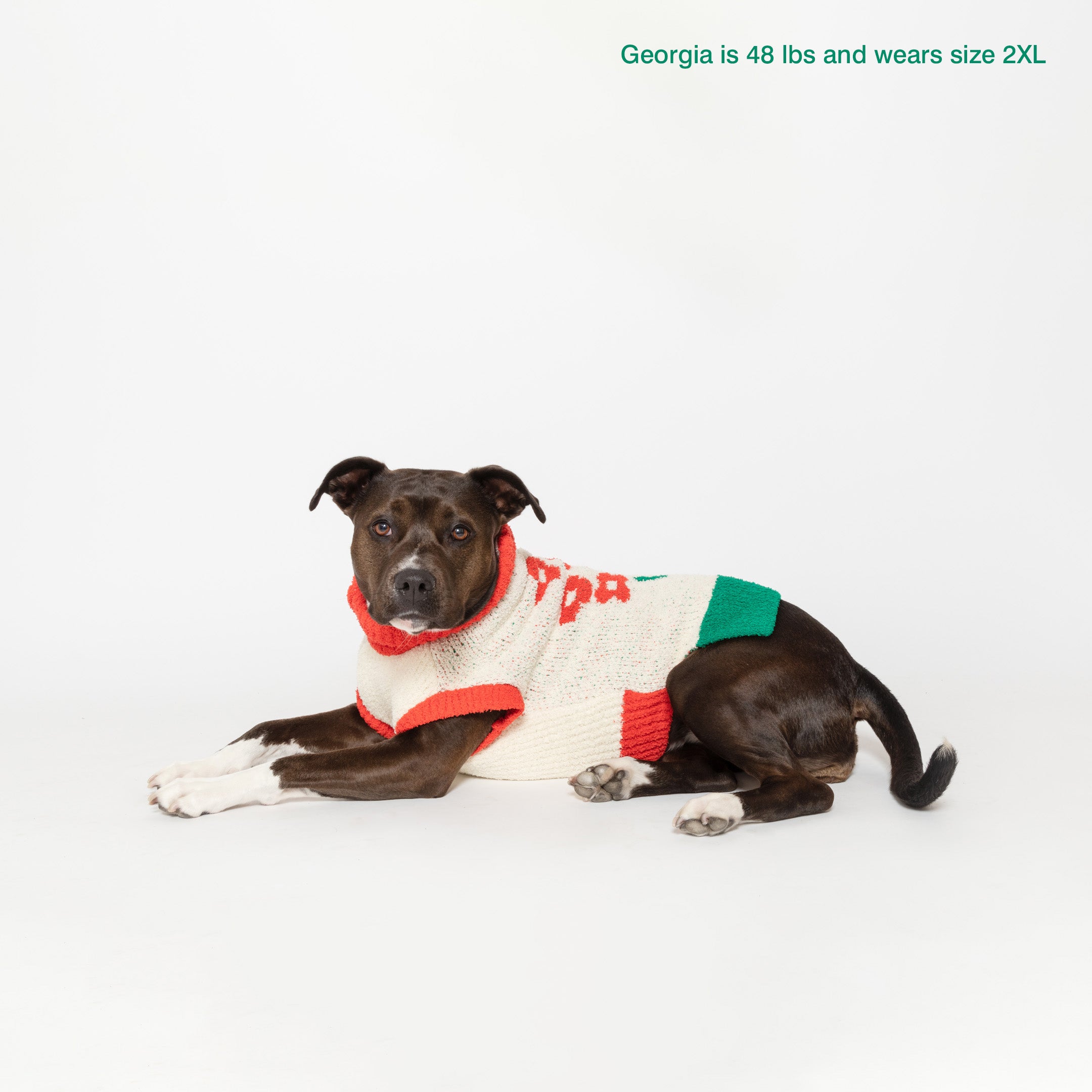  Dog named Georgia, 48 lbs, in 2XL "The Furryfolks" flower sweater, lying down, white background.