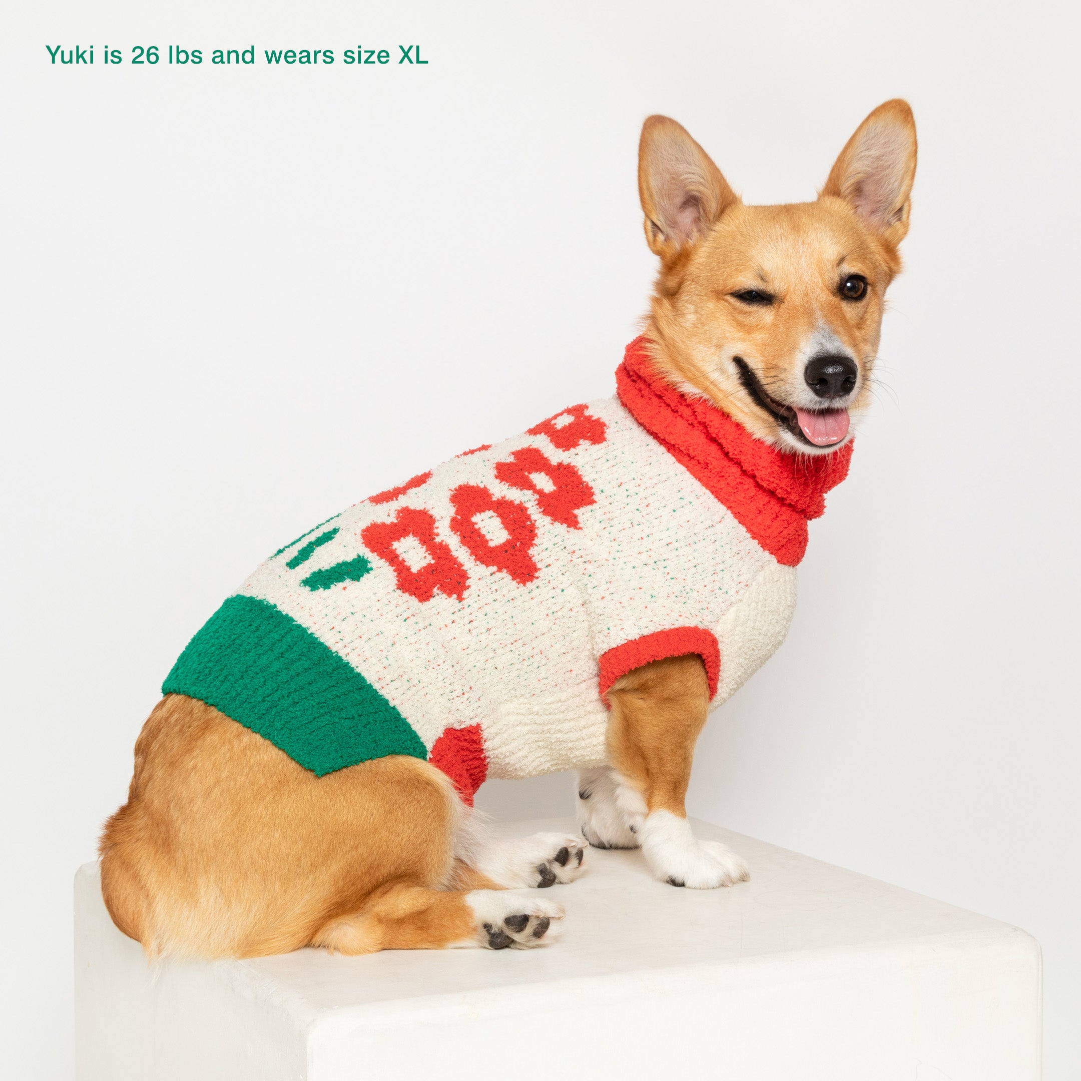 Corgi named Yuki, 26 lbs, in an XL "The Furryfolks" flower sweater, sitting on a white cube.